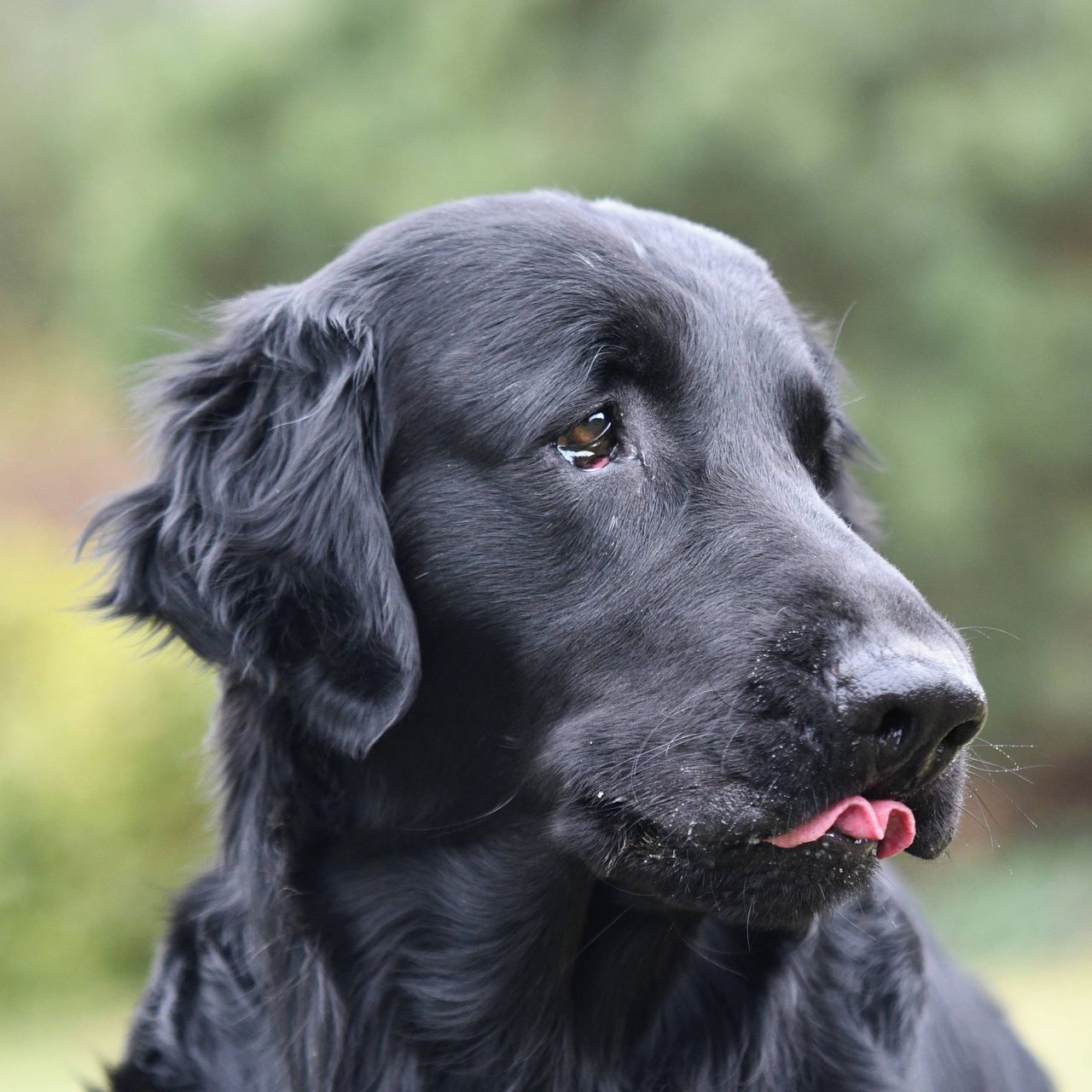 Soutěžní fotografie - Myron Tercius,  Flat Coated Retriever