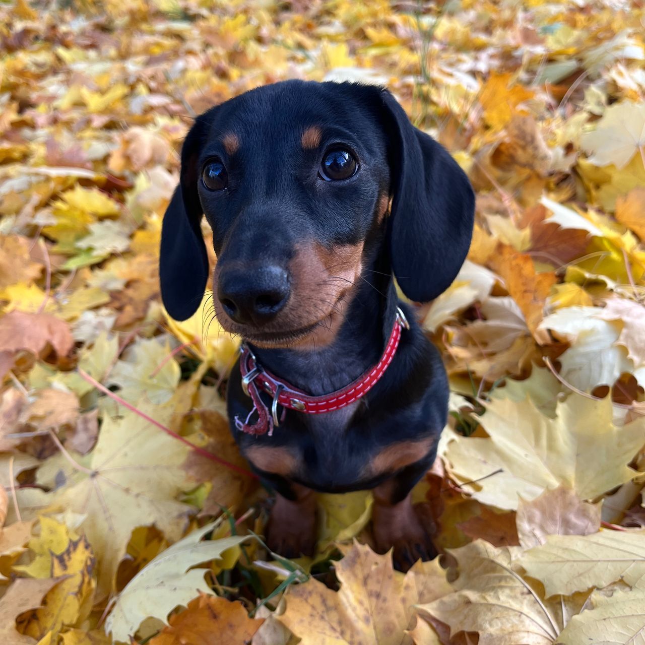 Soutěžní fotografie - Kyra,  Jezevčík