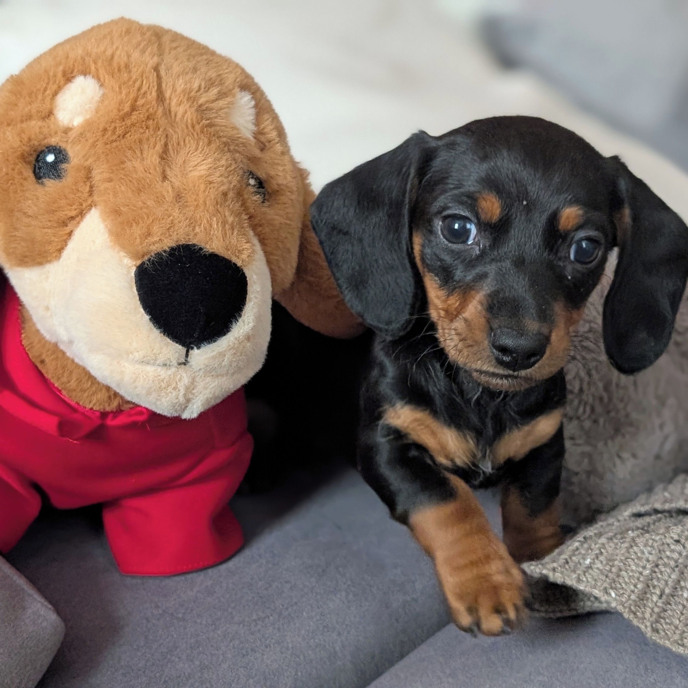 Soutěžní fotografie - Nori,  Jezevčík