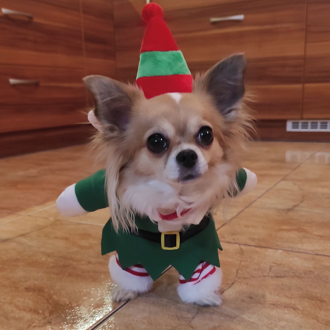 Soutěžní fotografie - Jackie,  Čivava dlouhosrstá