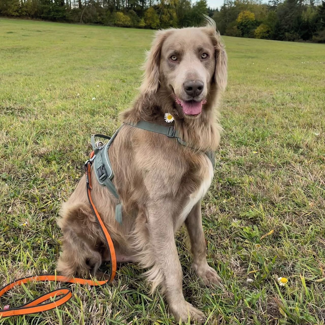 Soutěžní fotografie - Jeff,  Výmarský ohař