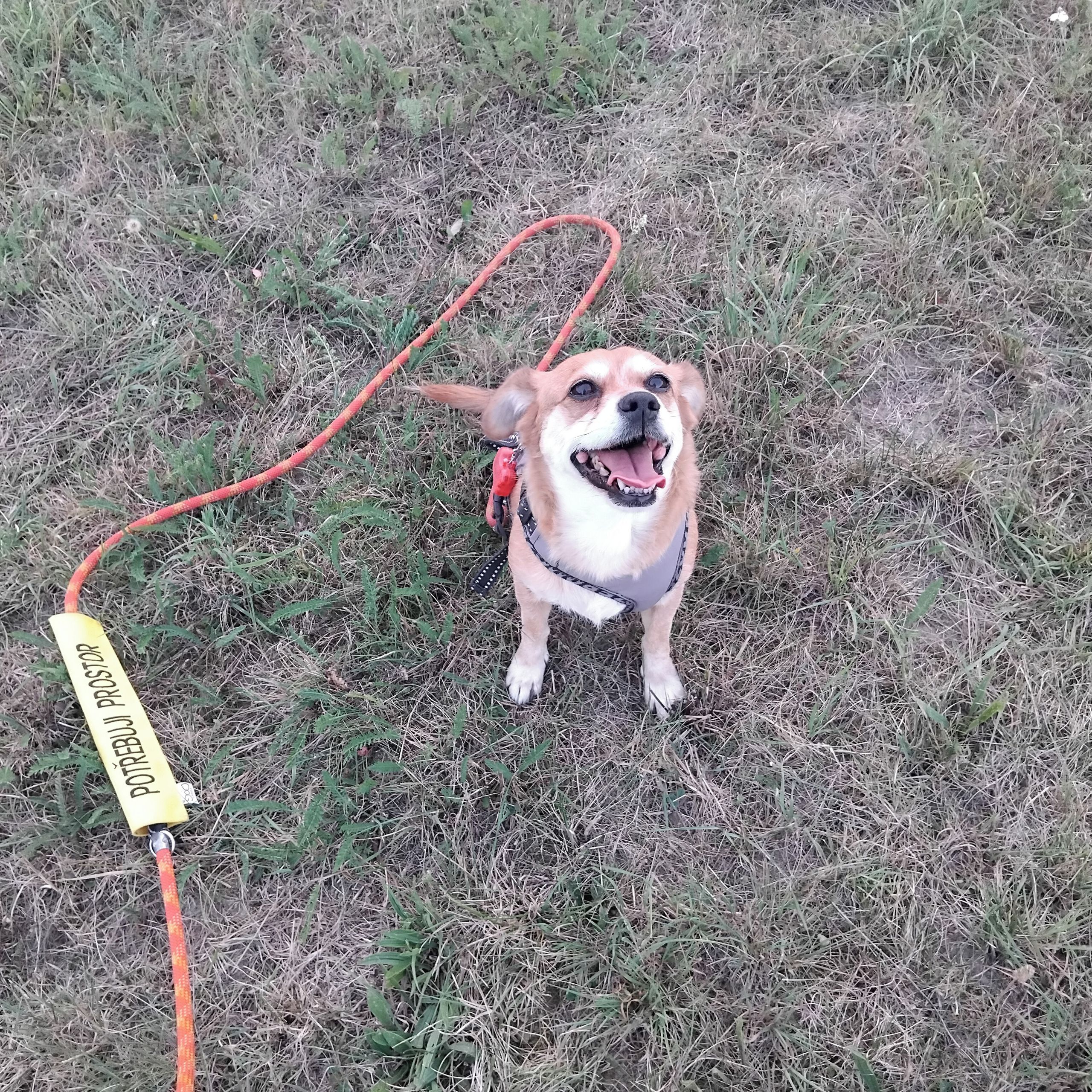 Soutěžní fotografie - Asta,  Ostatní