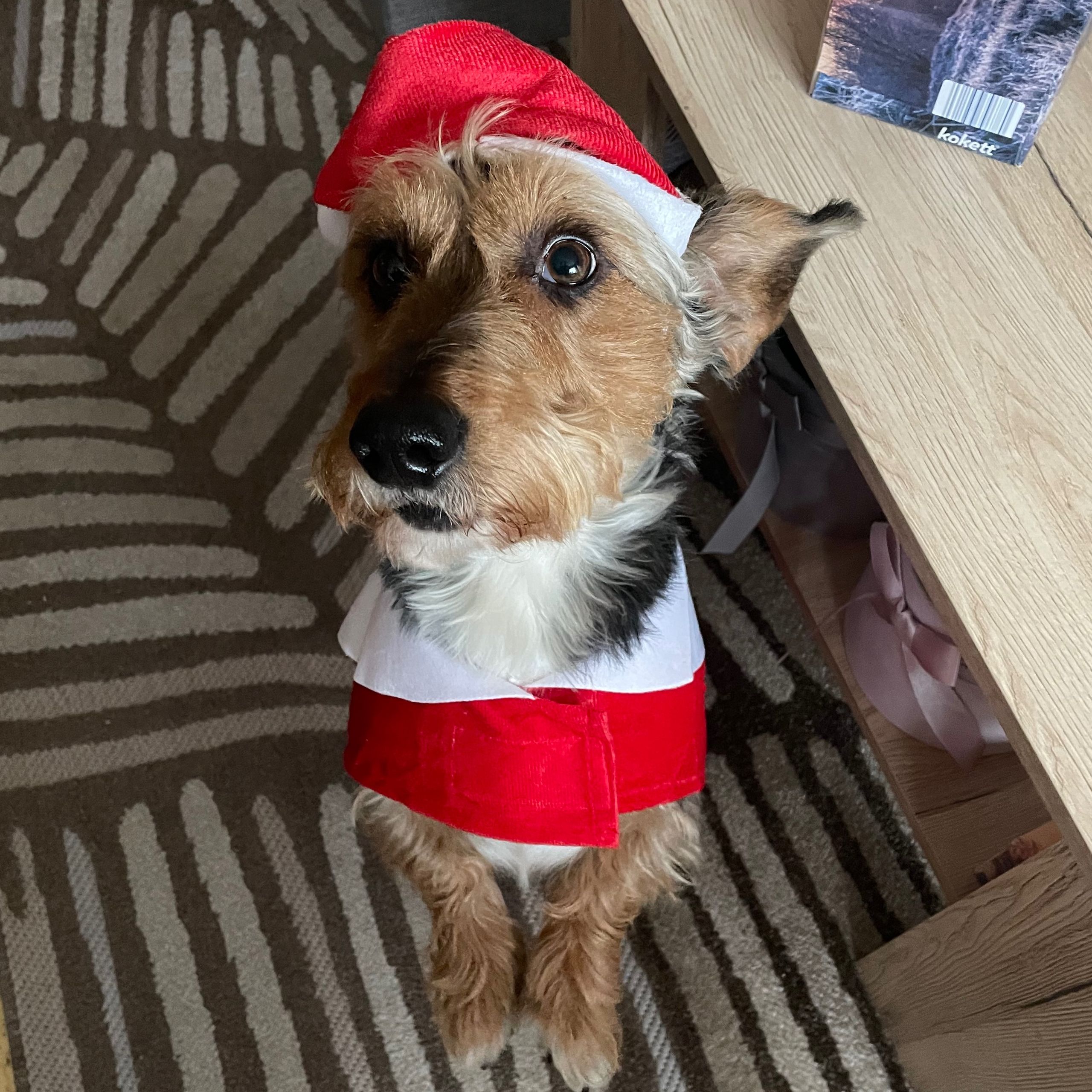 Soutěžní fotografie - Monty,  Jezevčík