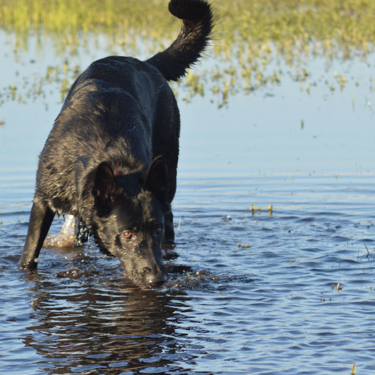 Soutěžní fotografie - Zoe,  Německý ovčák