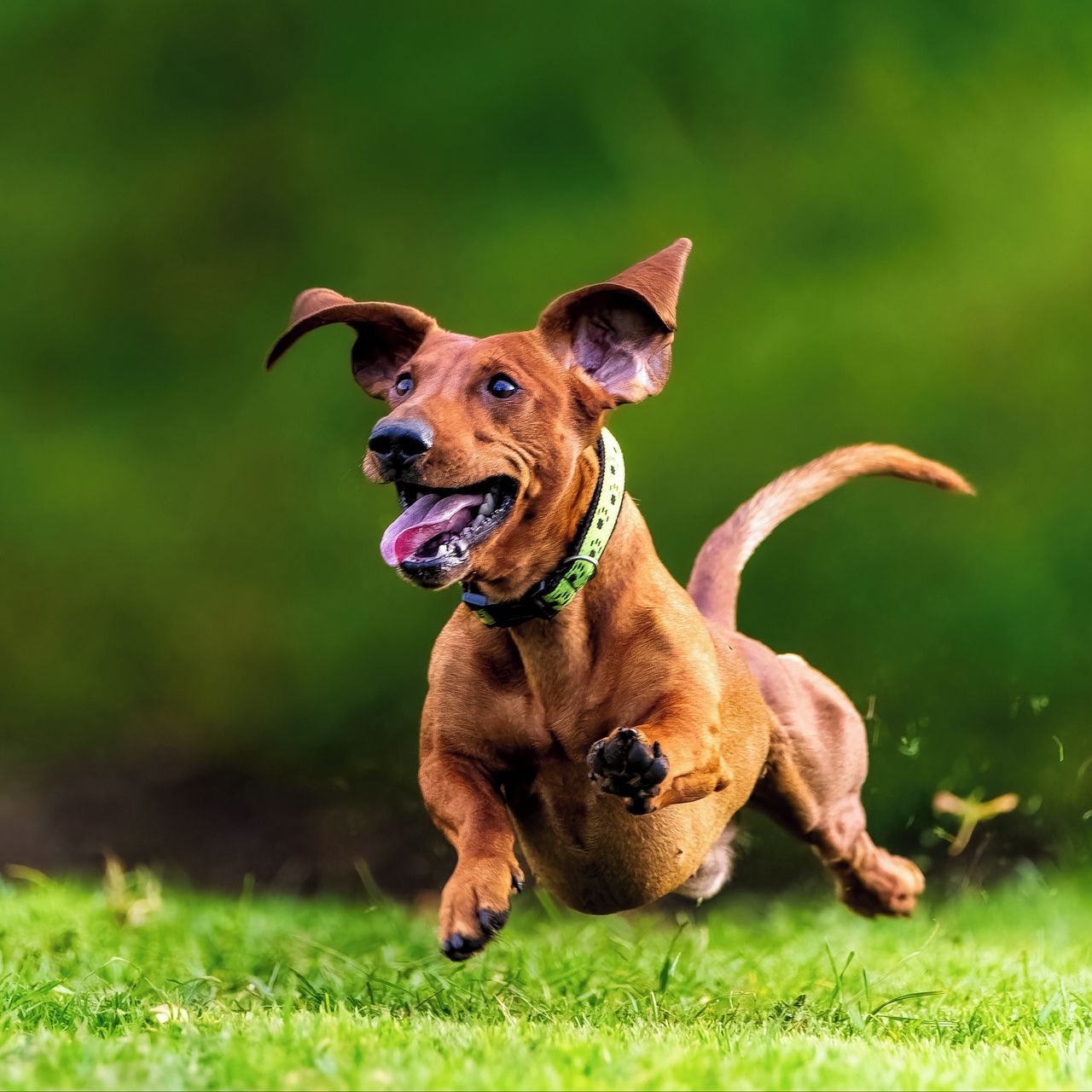 Soutěžní fotografie - Depp,  Jezevčík