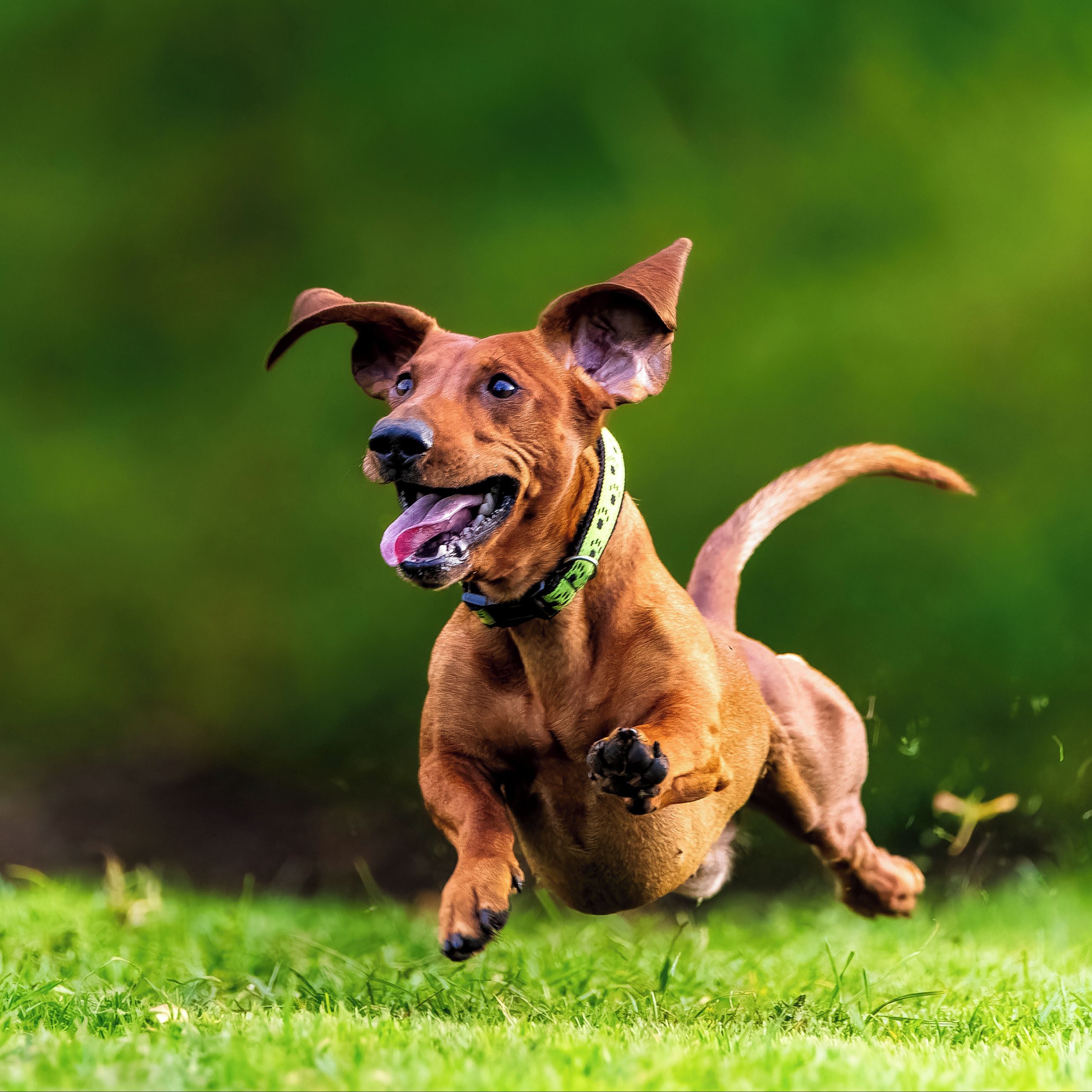 Soutěžní fotografie - Depp,  Jezevčík