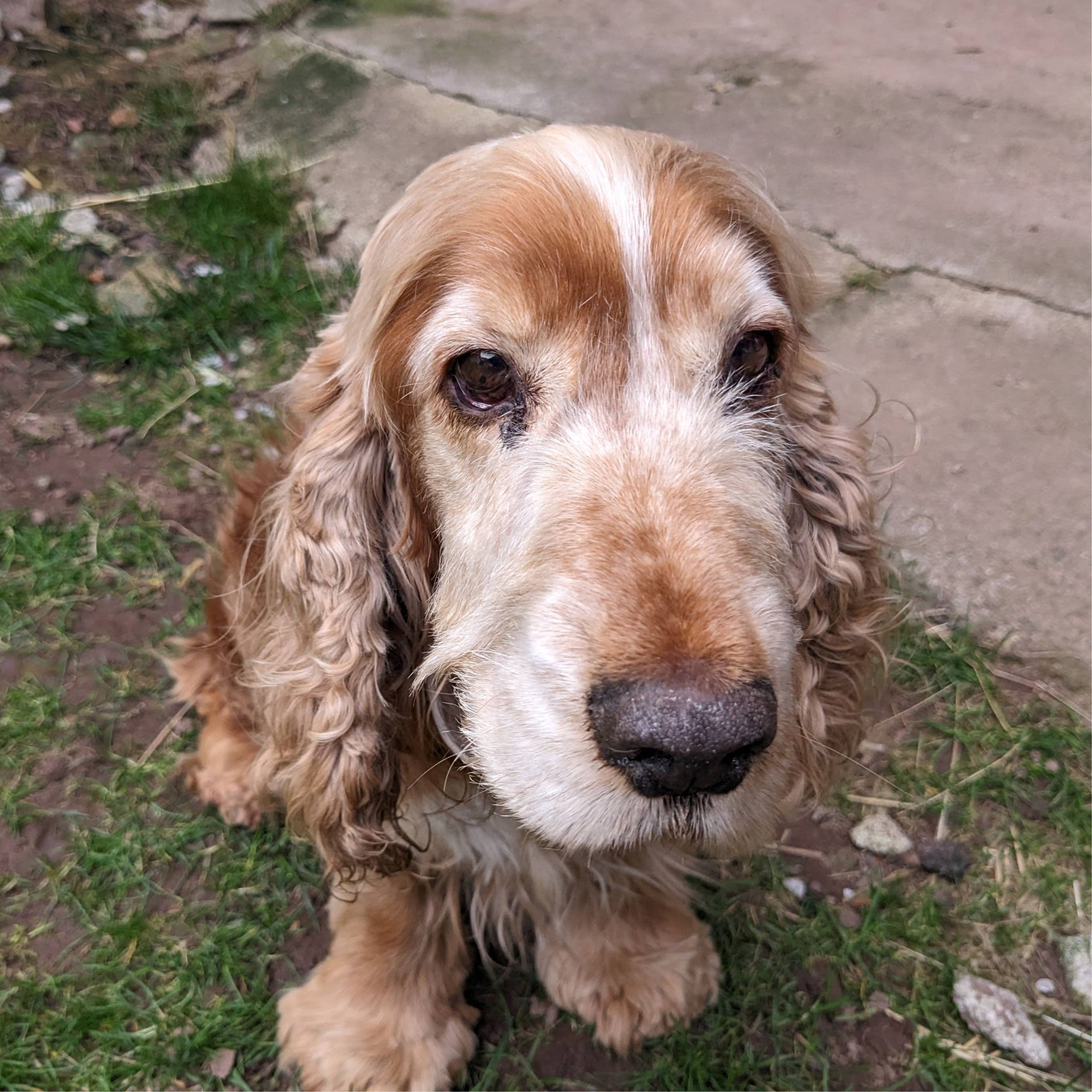 Soutěžní fotografie - Ben,  Anglický kokršpaněl