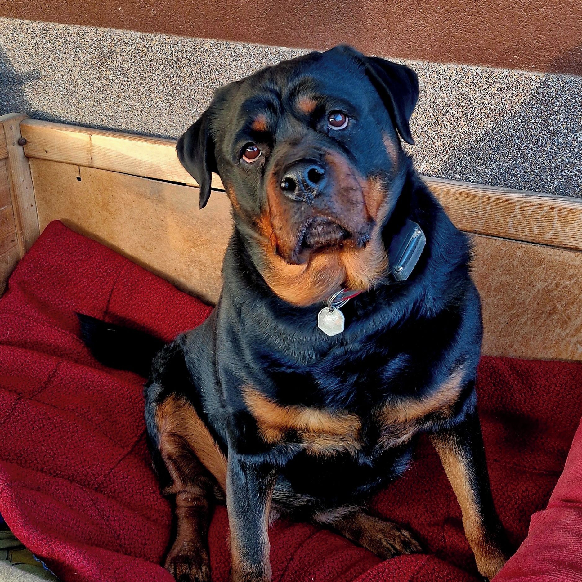 Soutěžní fotografie - Sára,  Rotvajler