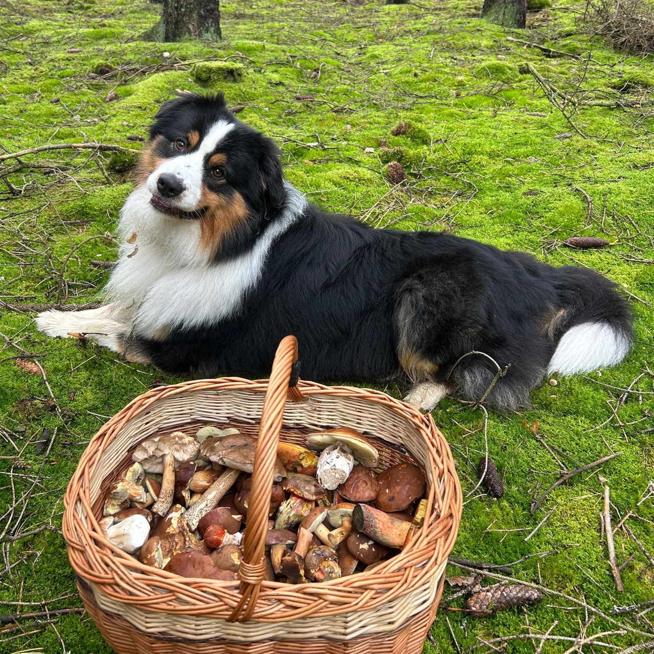 Soutěžní fotografie - SEVERUS,  Australský ovčák