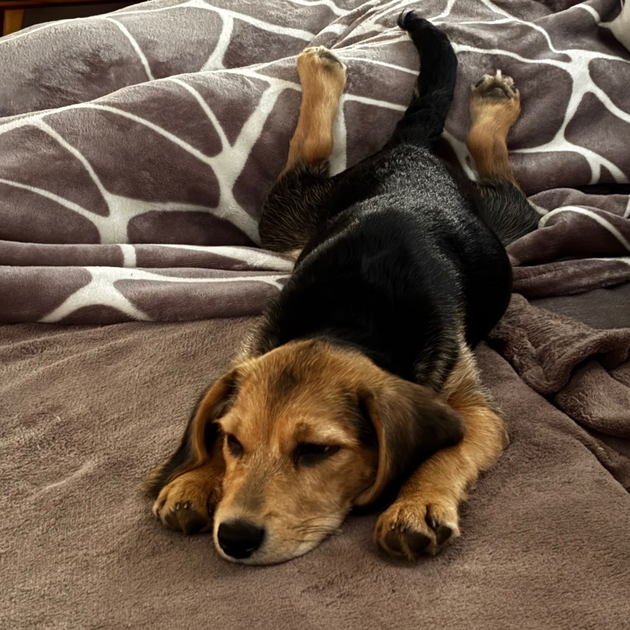 Soutěžní fotografie - Mia,  Ostatní