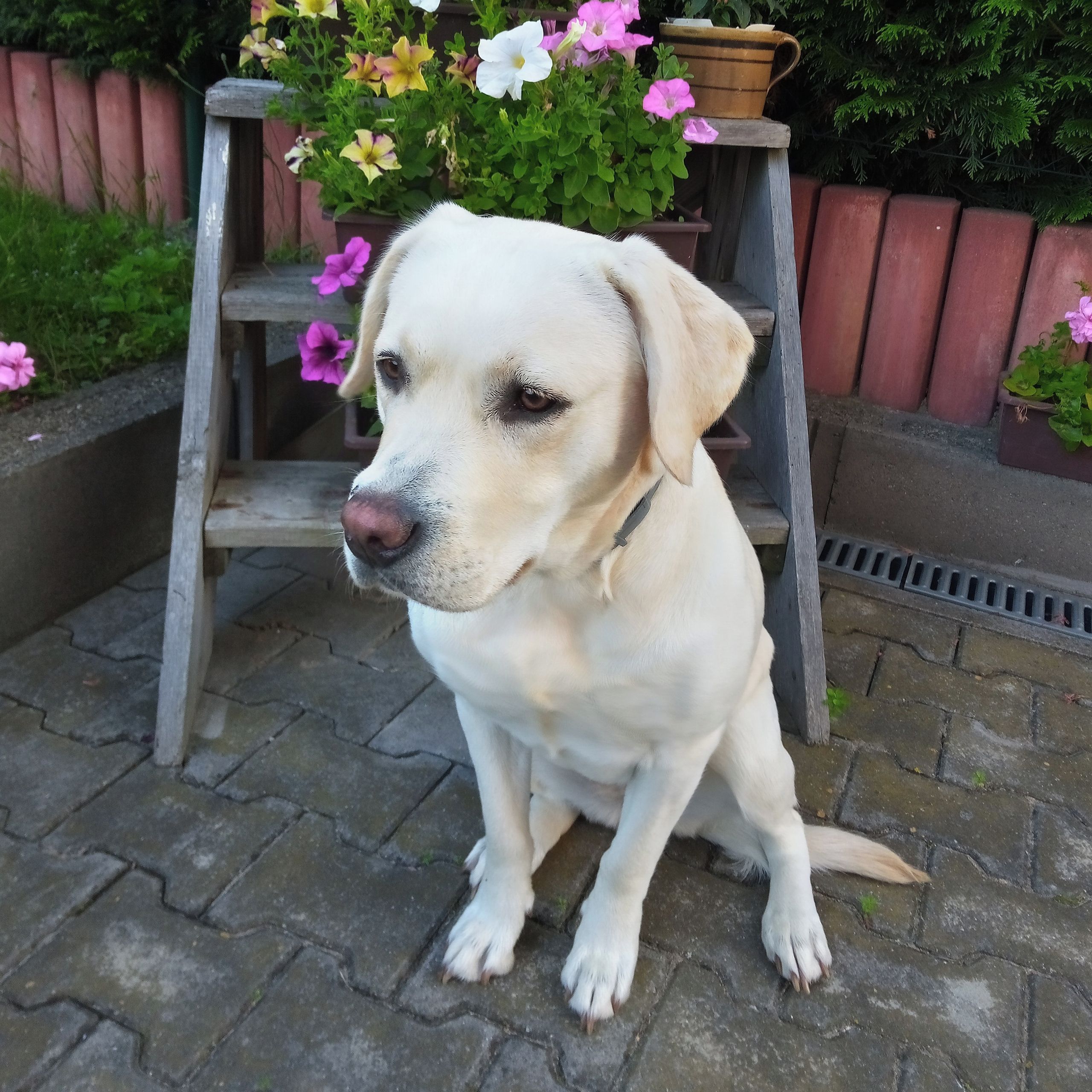 Soutěžní fotografie - Mary,  Labradorský retriever