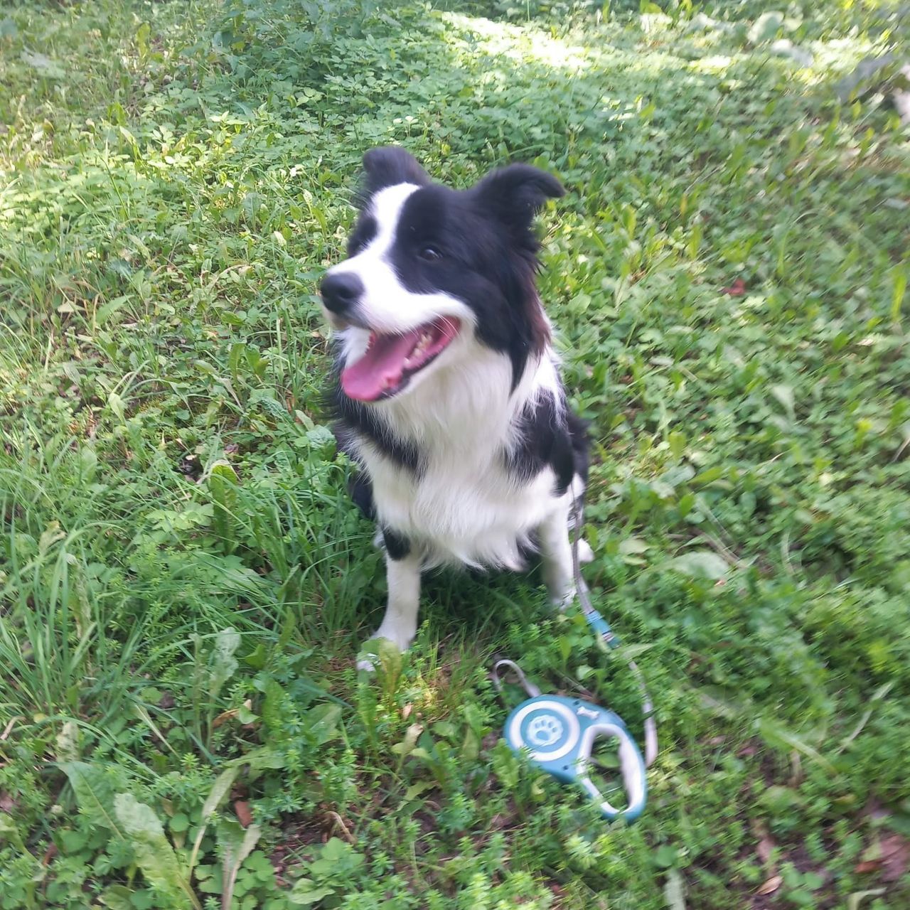 Soutěžní fotografie - Mikuláš,  Border kolie