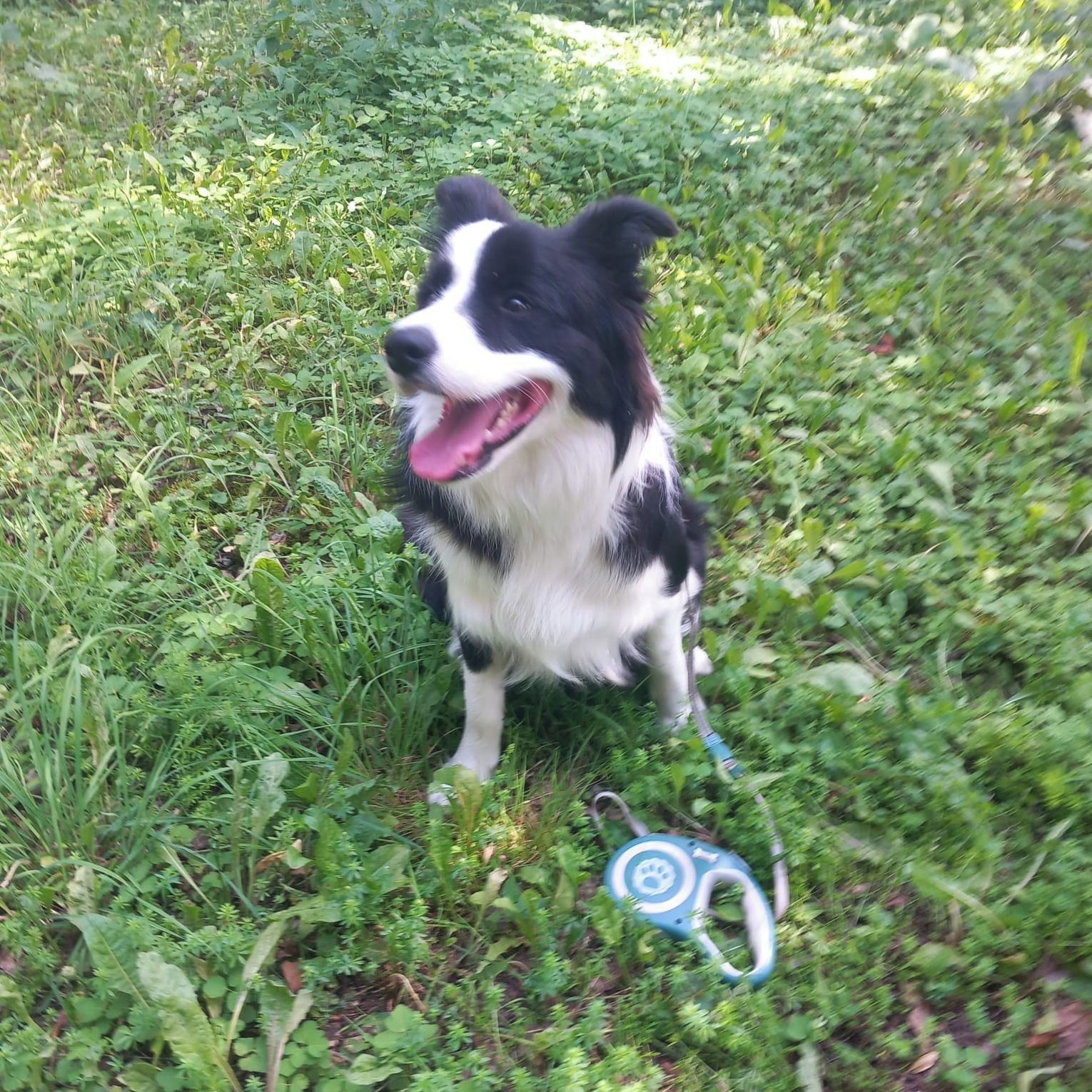 Soutěžní fotografie - Mikuláš,  Border kolie