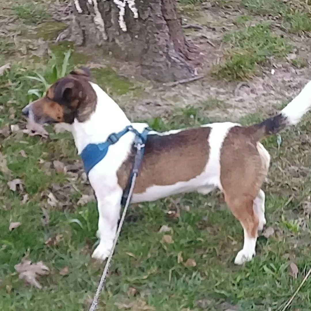 Soutěžní fotografie - Bady,  Jack Russell Teriér