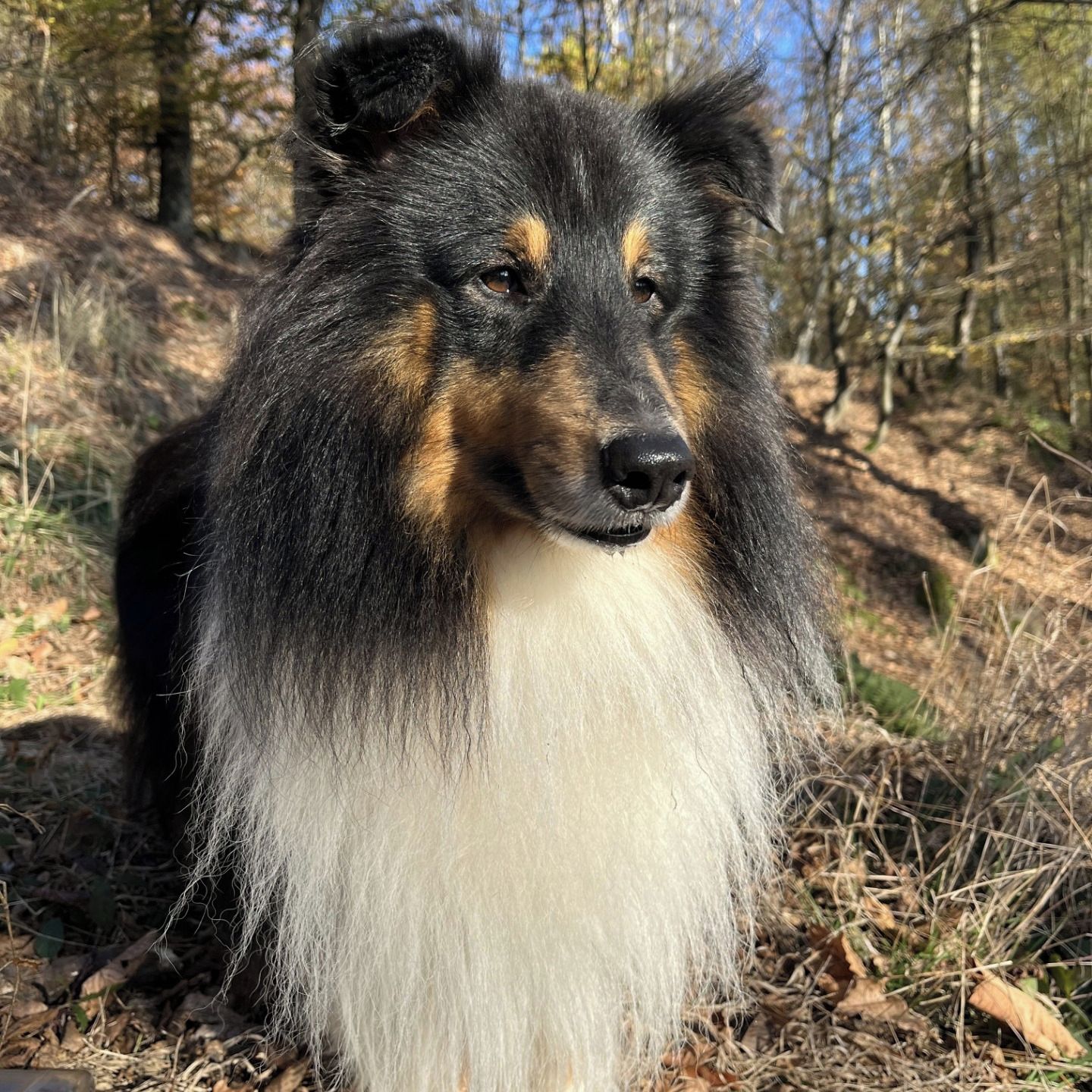 Soutěžní fotografie - Ringo,  Sheltie