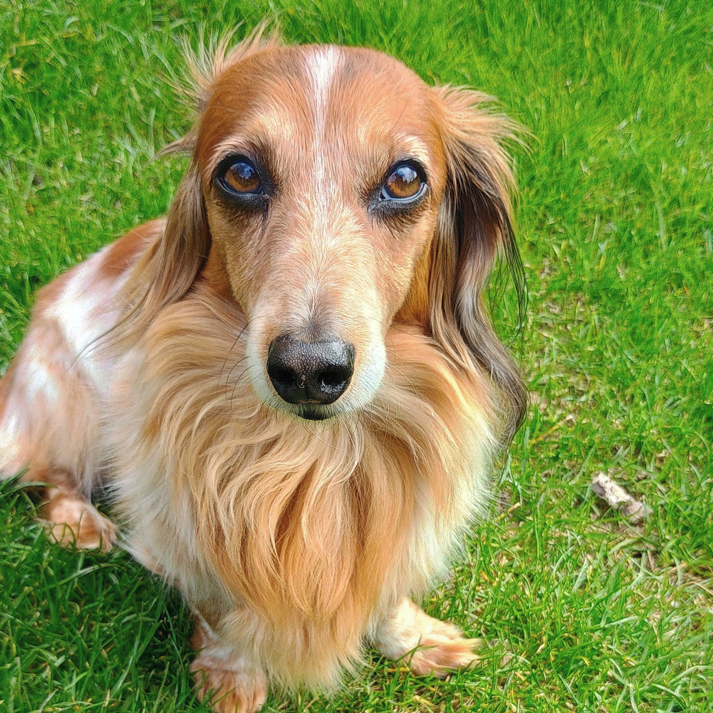 Soutěžní fotografie - Bo,  Jezevčík