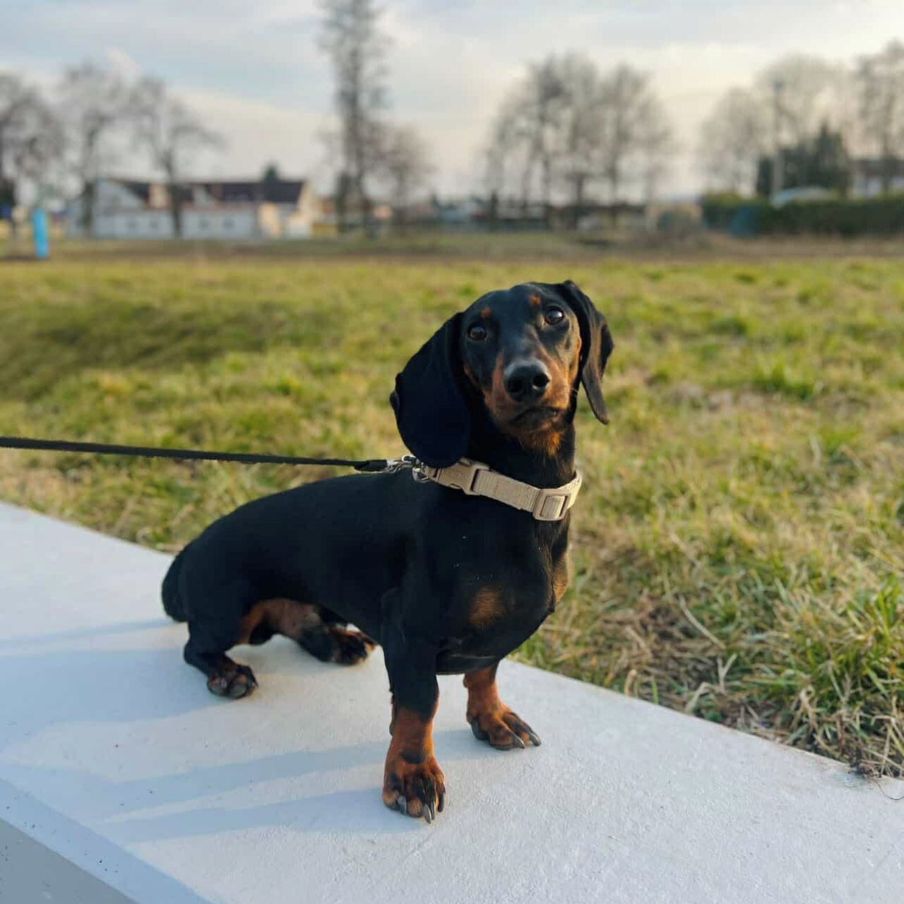 Soutěžní fotografie - Tonda,  Jezevčík