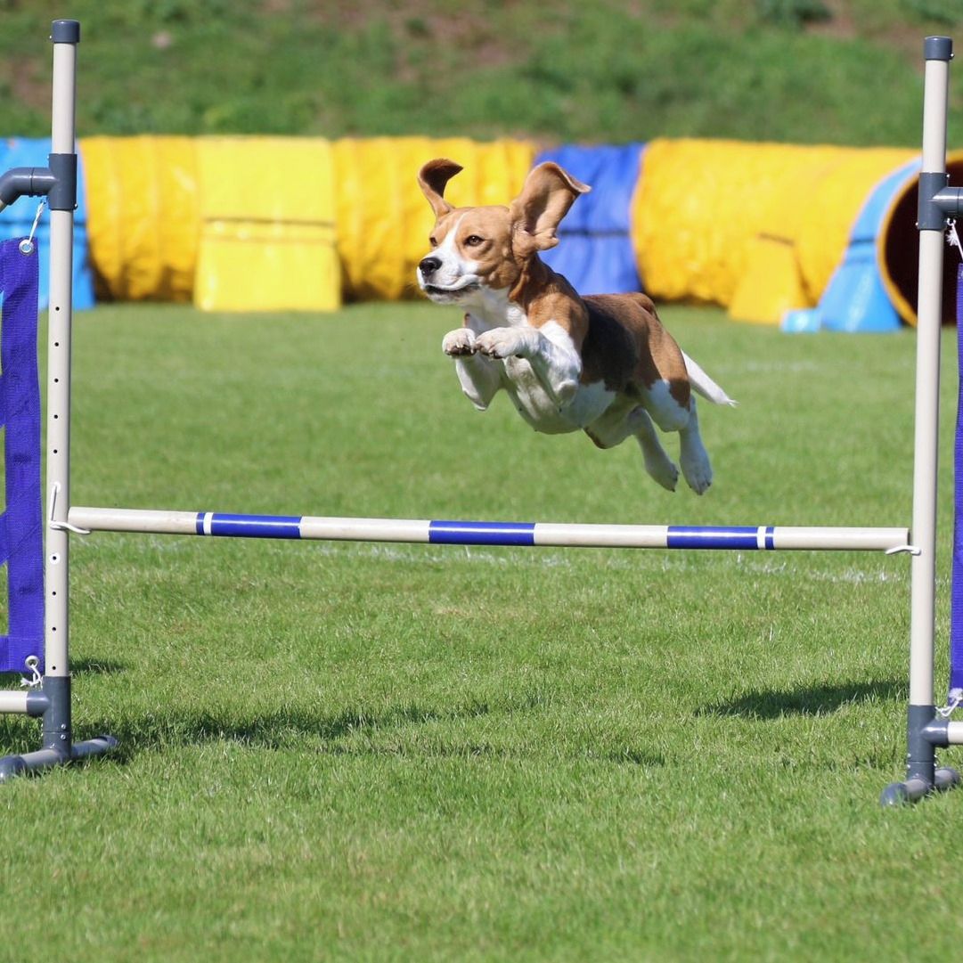 Soutěžní fotografie - Angie,  Beagle