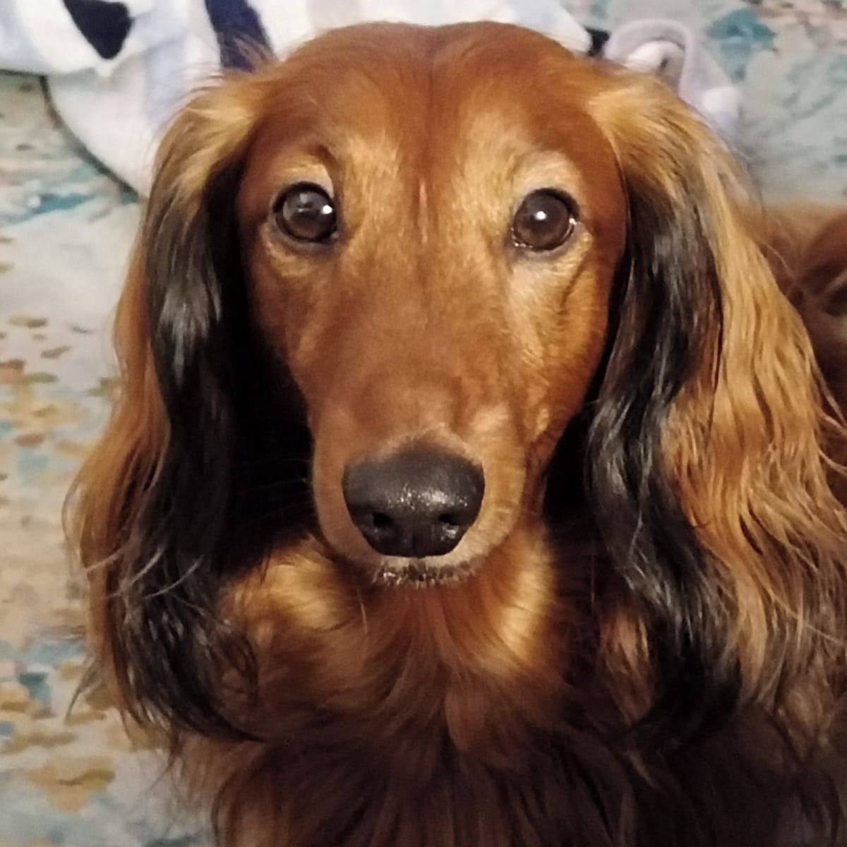 Soutěžní fotografie - Qvítek,  Jezevčík