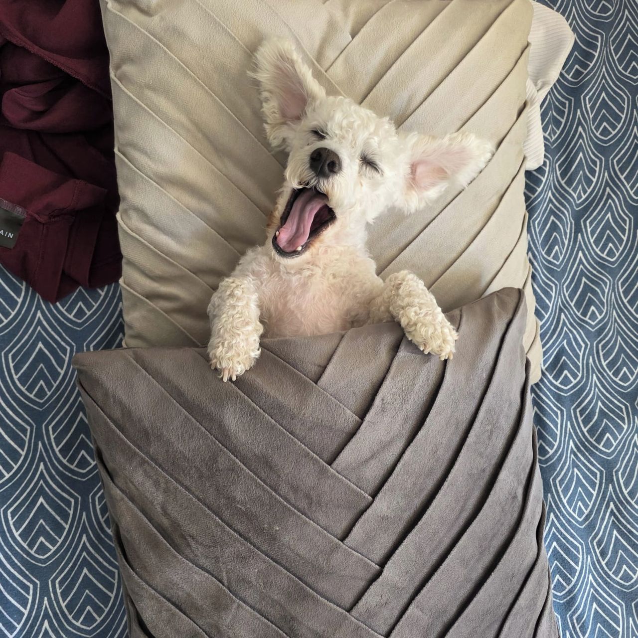 Soutěžní fotografie - Edík,  Boloňský psík