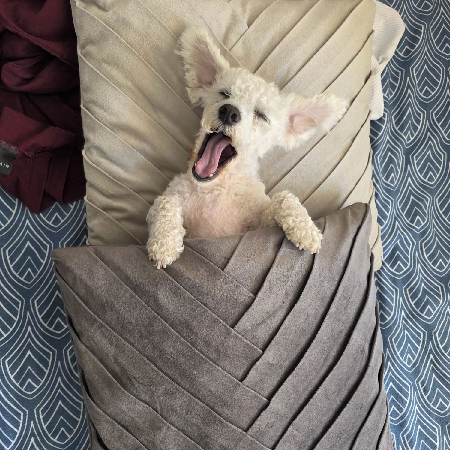 Soutěžní fotografie - Edík,  Boloňský psík