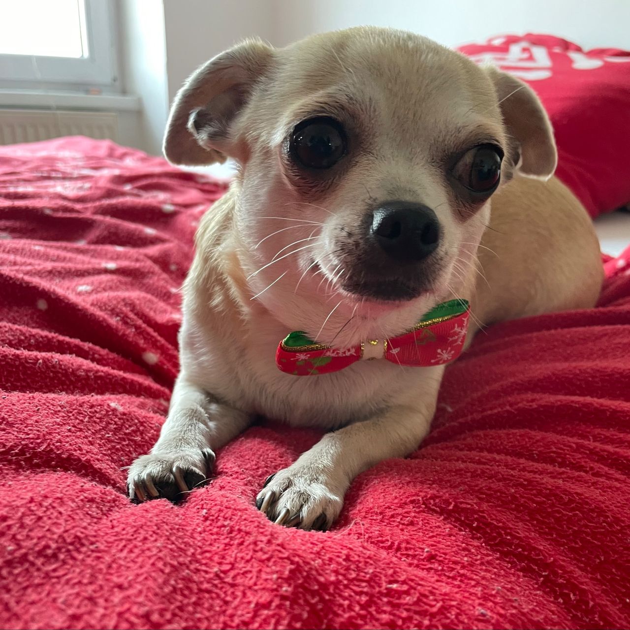 Soutěžní fotografie - Amy,  Čivava