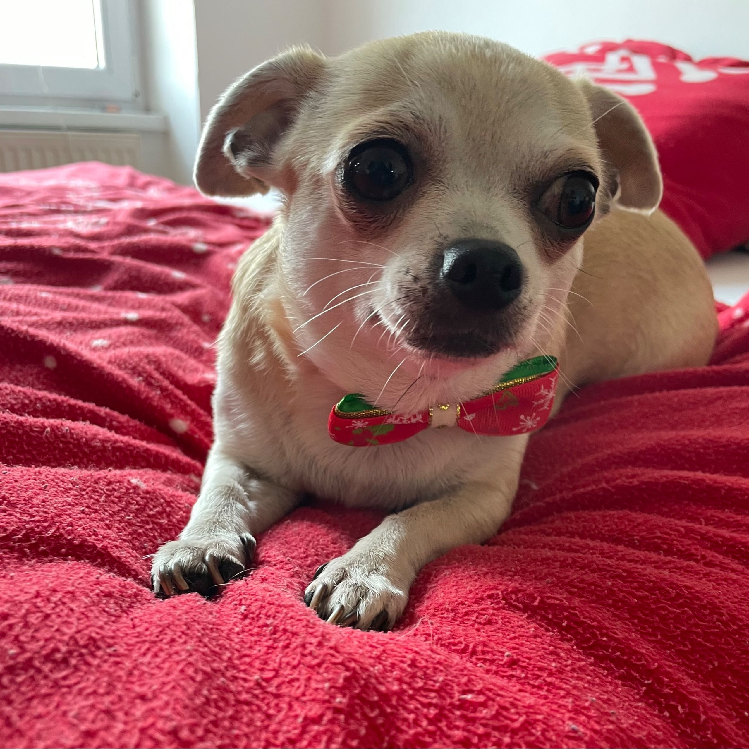 Soutěžní fotografie - Amy,  Čivava