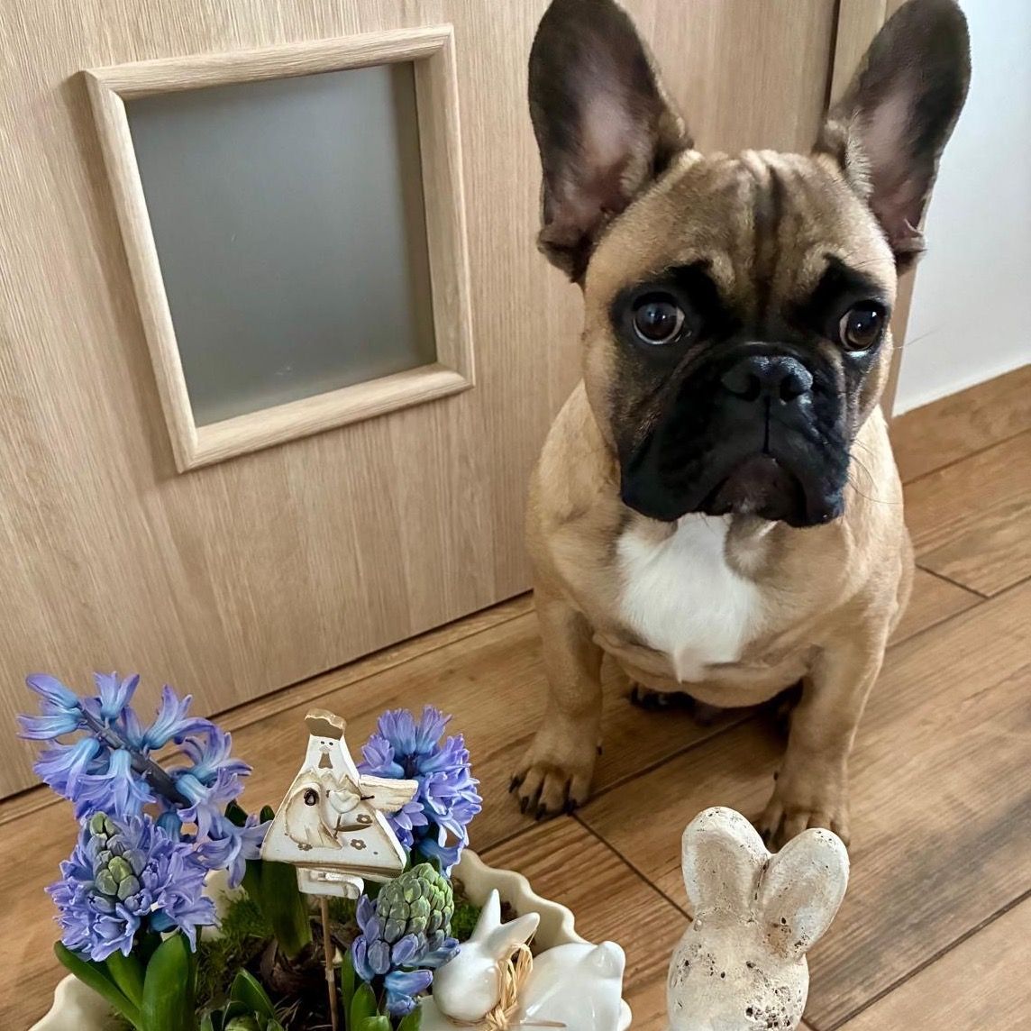 Soutěžní fotografie - Hugo,  Francouzský buldoček