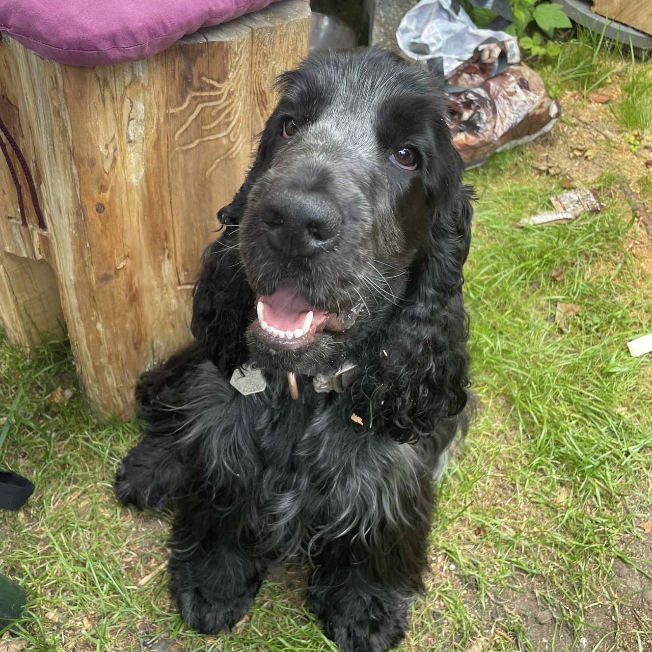 Soutěžní fotografie - BLEK,  Anglický kokršpaněl