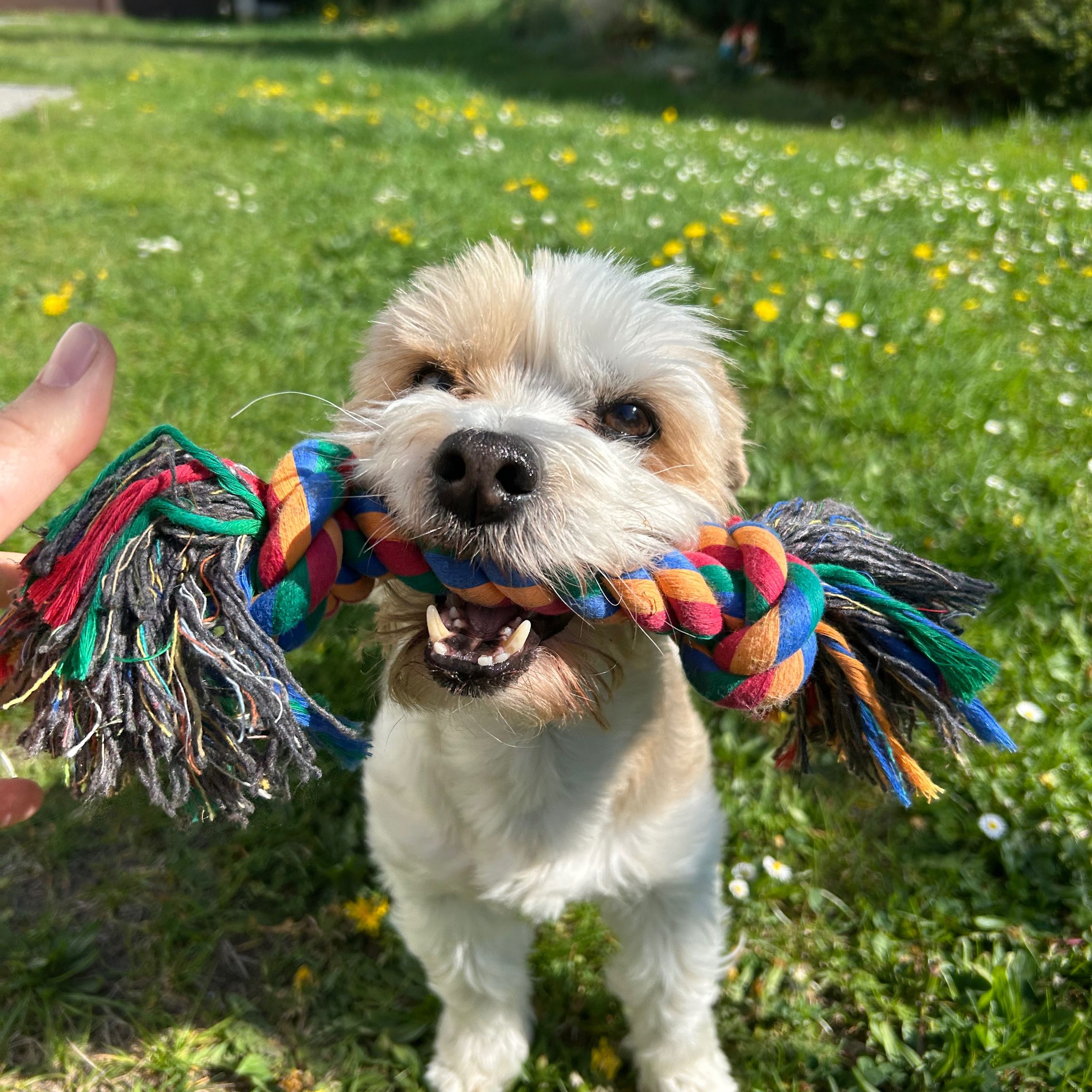 Soutěžní fotografie - Ernie,  Maltézský psík