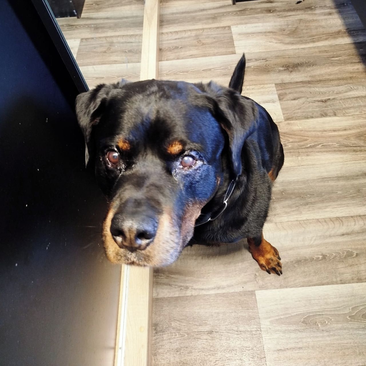 Soutěžní fotografie - Jimmy,  Rotvajler