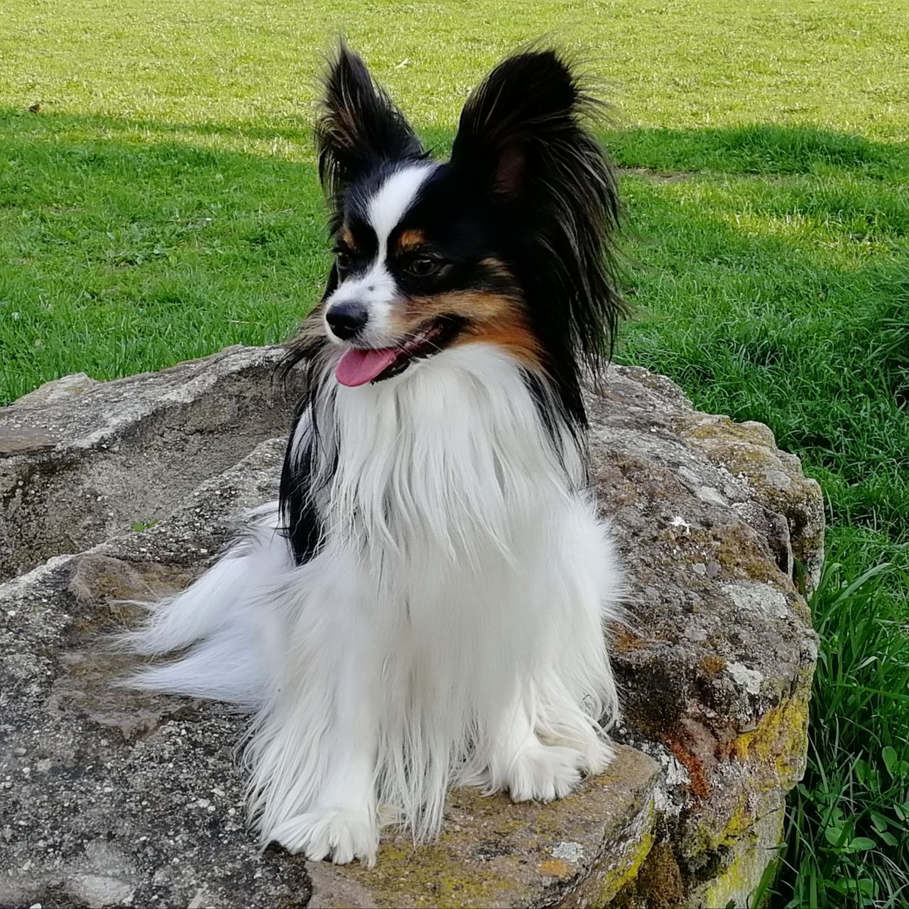 Soutěžní fotografie - Rebel,  Papillon