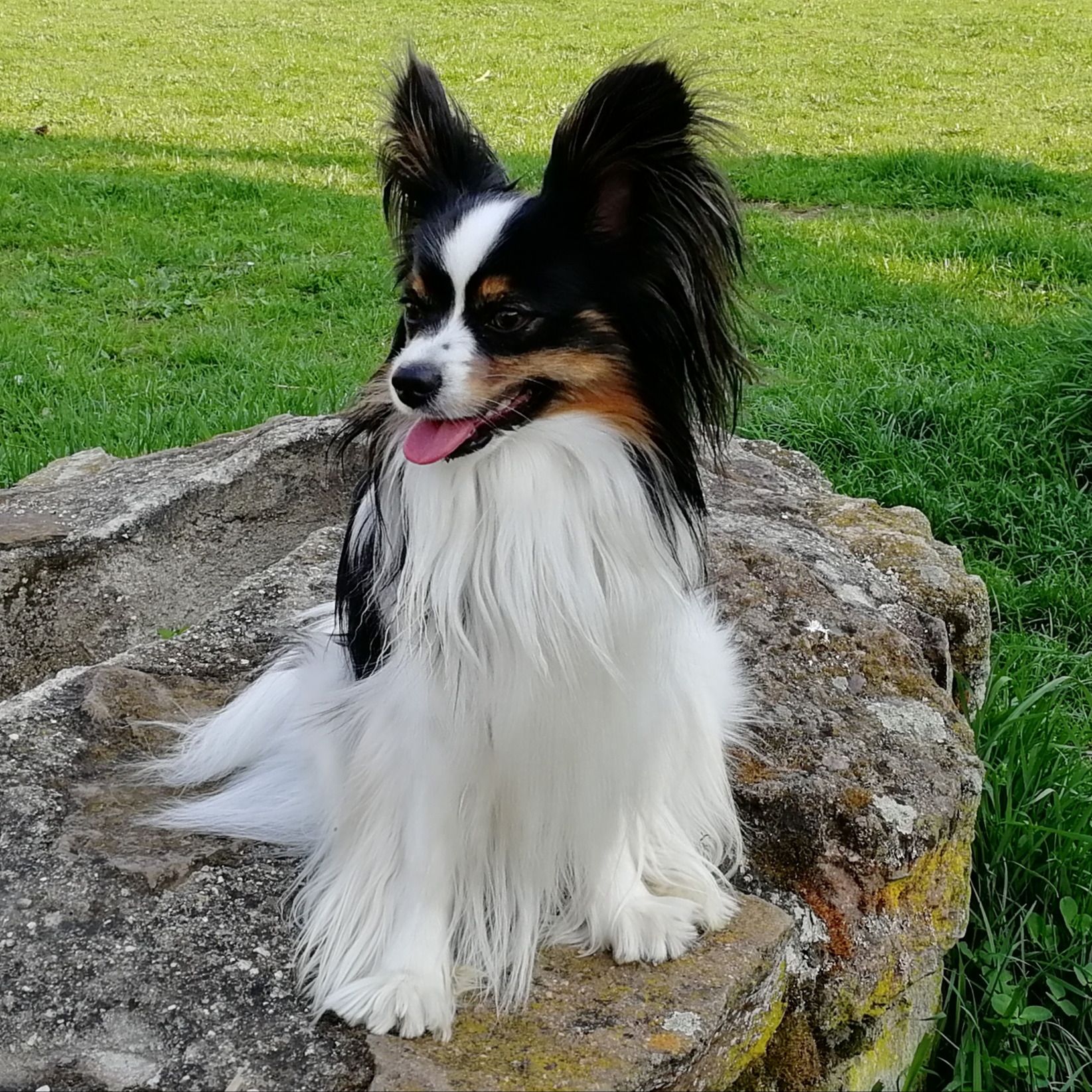 Soutěžní fotografie - Rebel,  Papillon