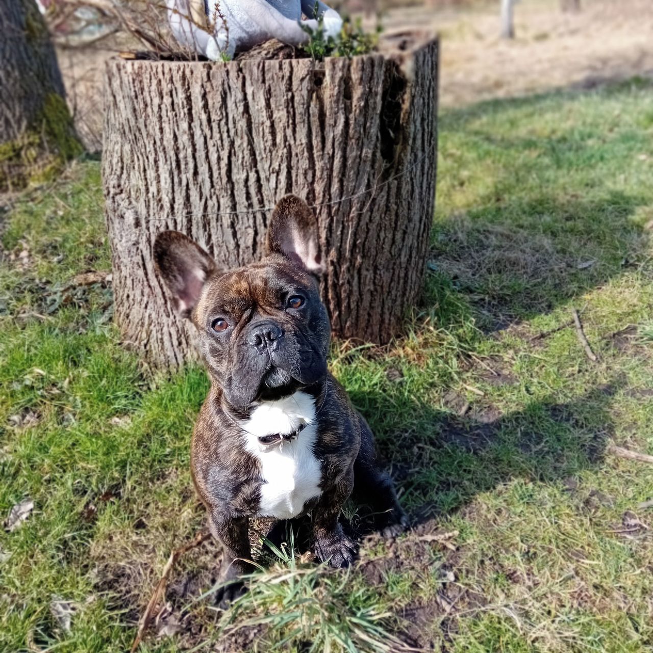 Soutěžní fotografie - Tom,  Francouzský buldoček