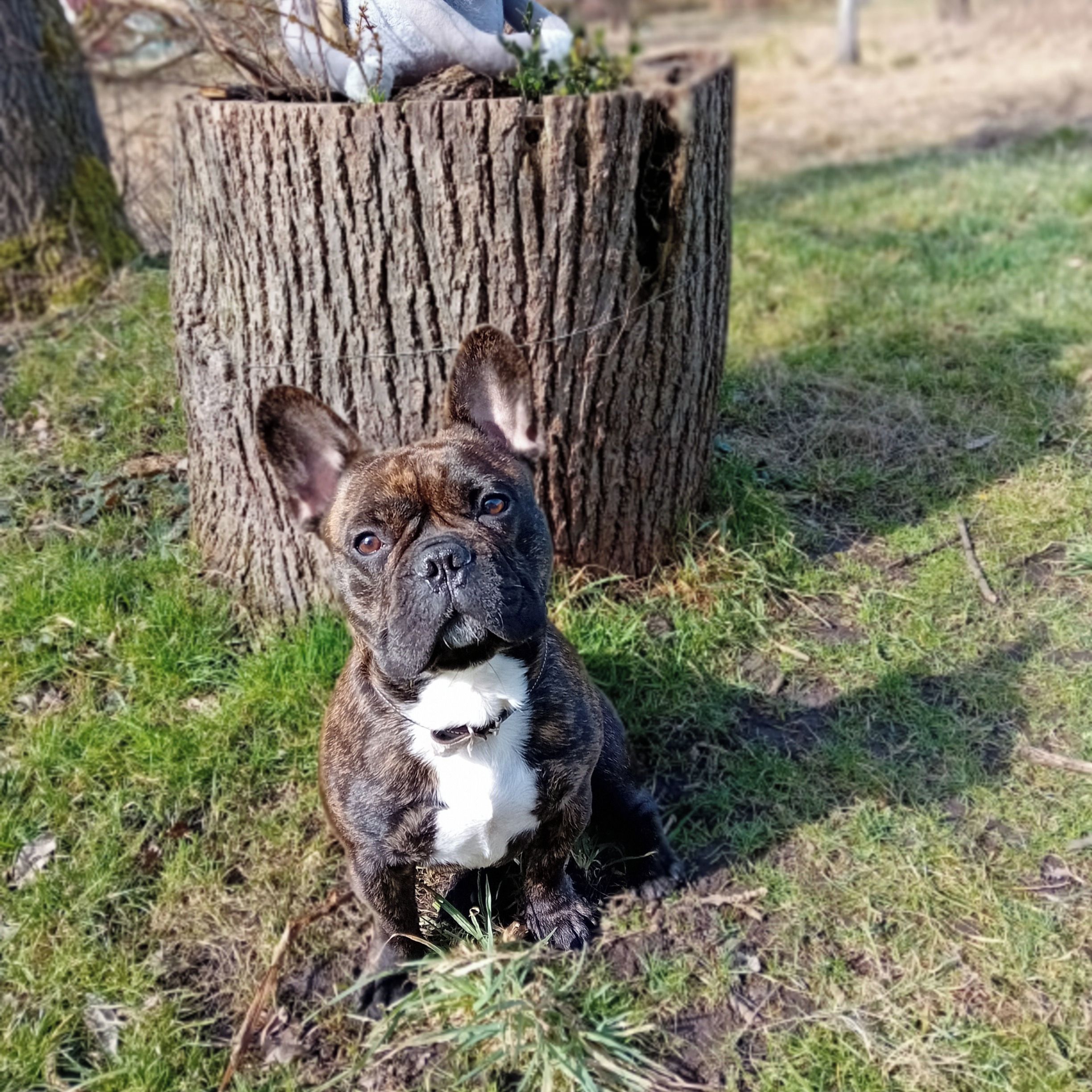 Soutěžní fotografie - Tom,  Francouzský buldoček