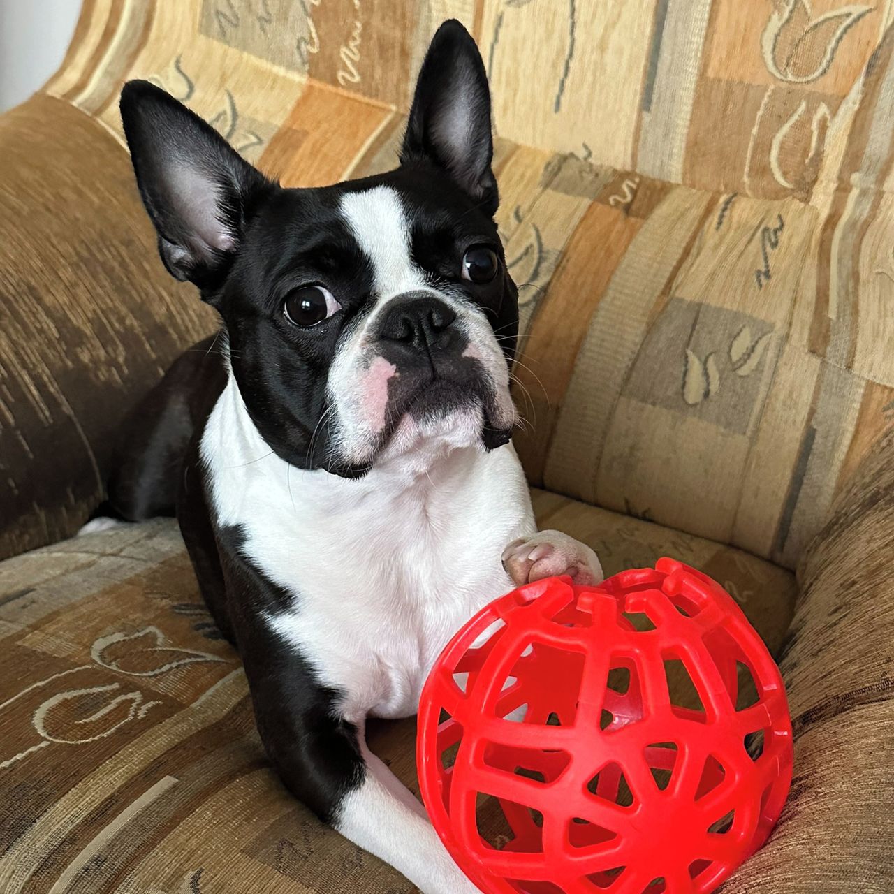 Soutěžní fotografie - Arya,  Bostonský terier