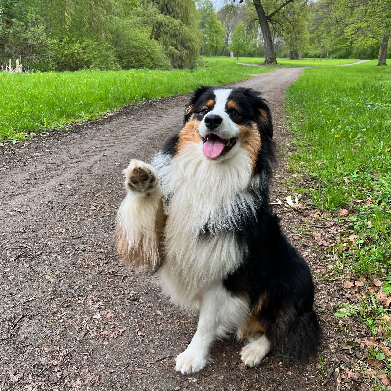 Soutěžní fotografie - Affi,  Australský ovčák