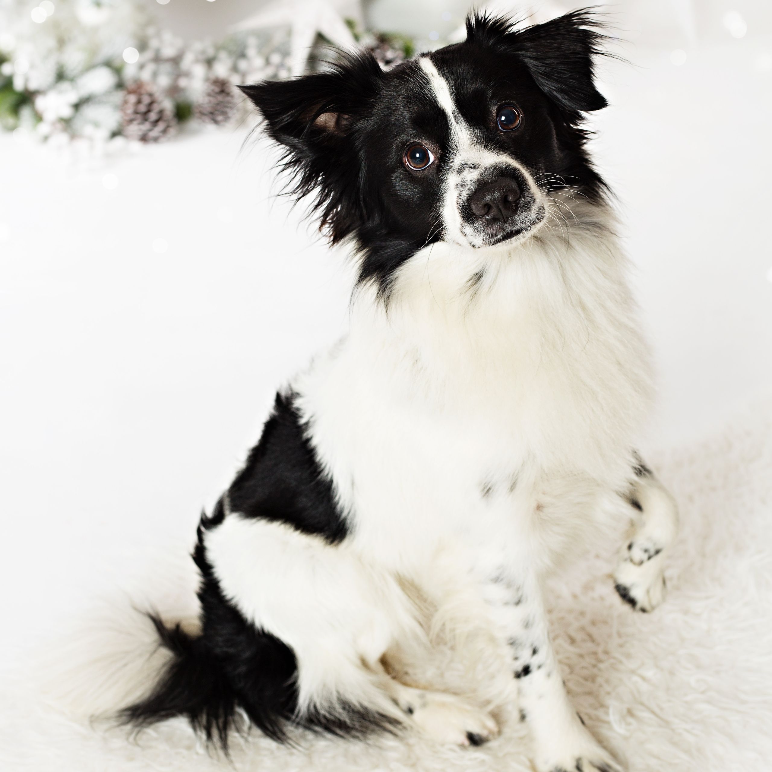 Soutěžní fotografie - Jimmy,  Ostatní