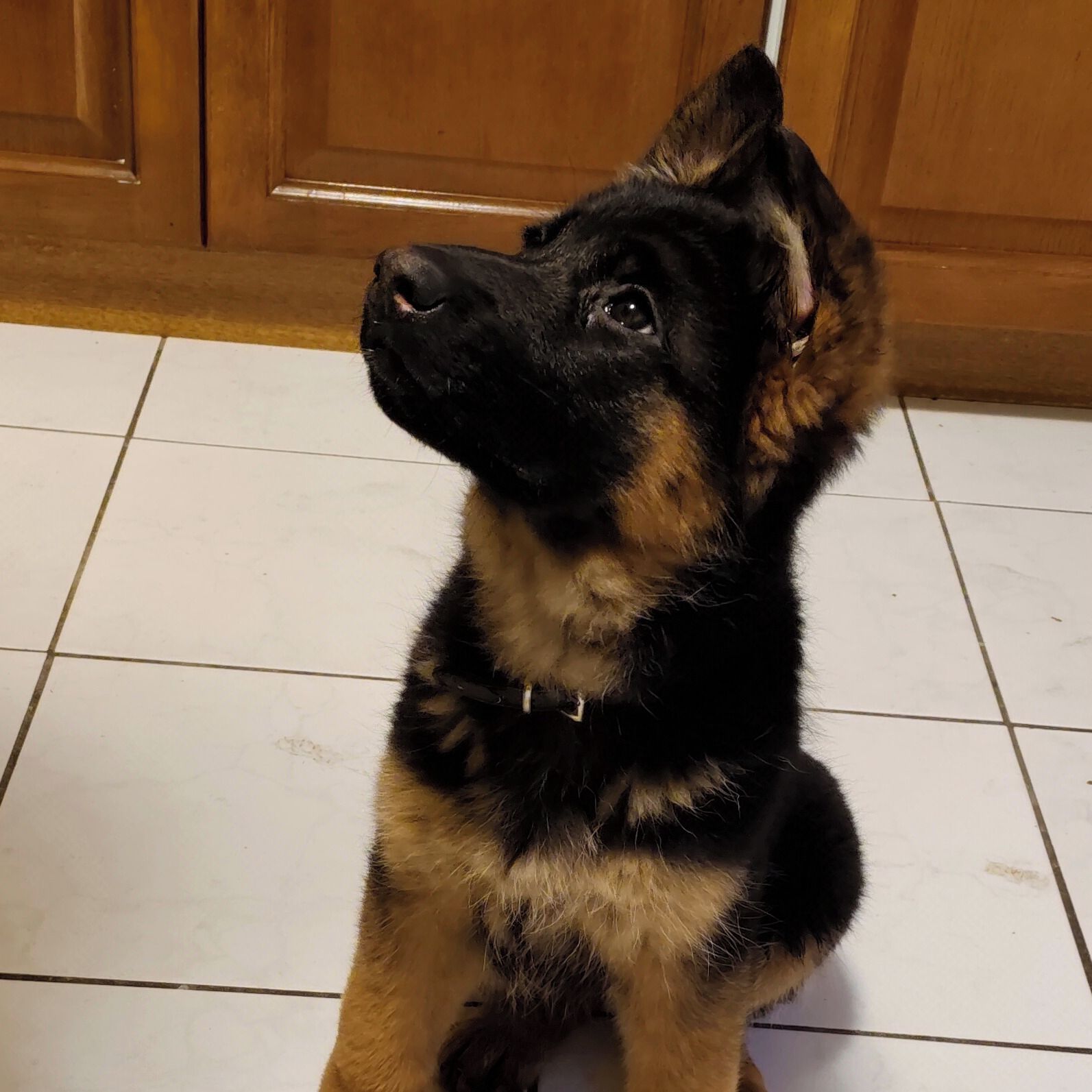 Soutěžní fotografie - Isabel,  Německý ovčák