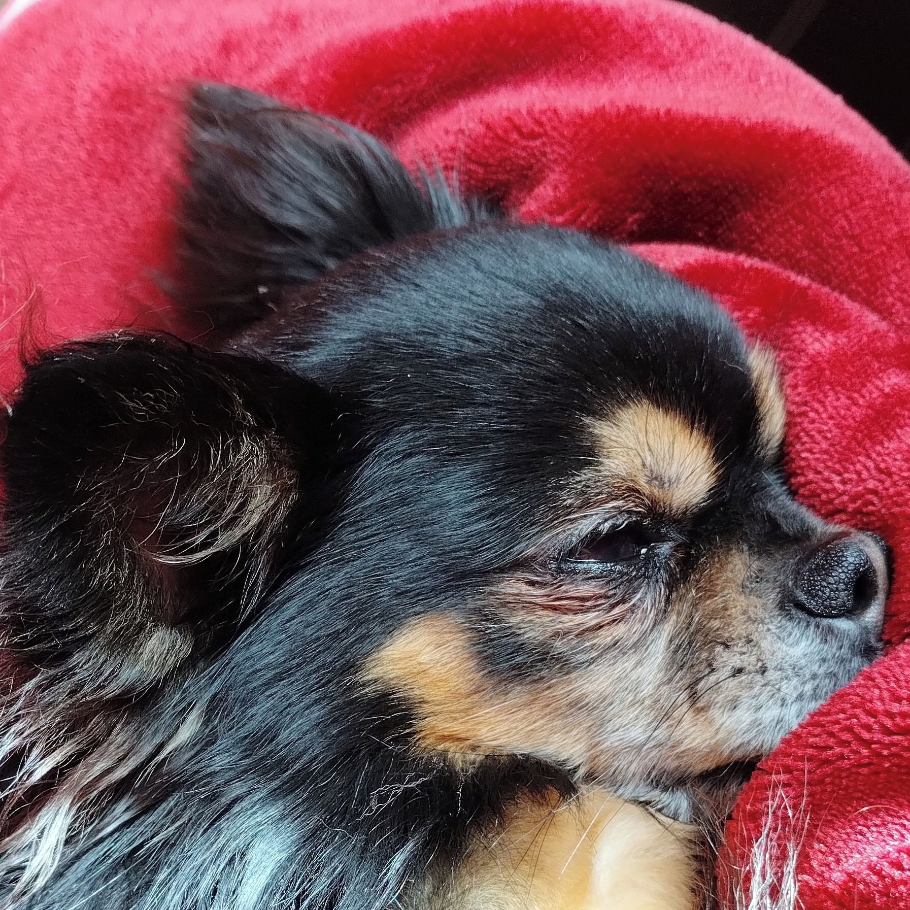 Soutěžní fotografie - Sam,  Čivava