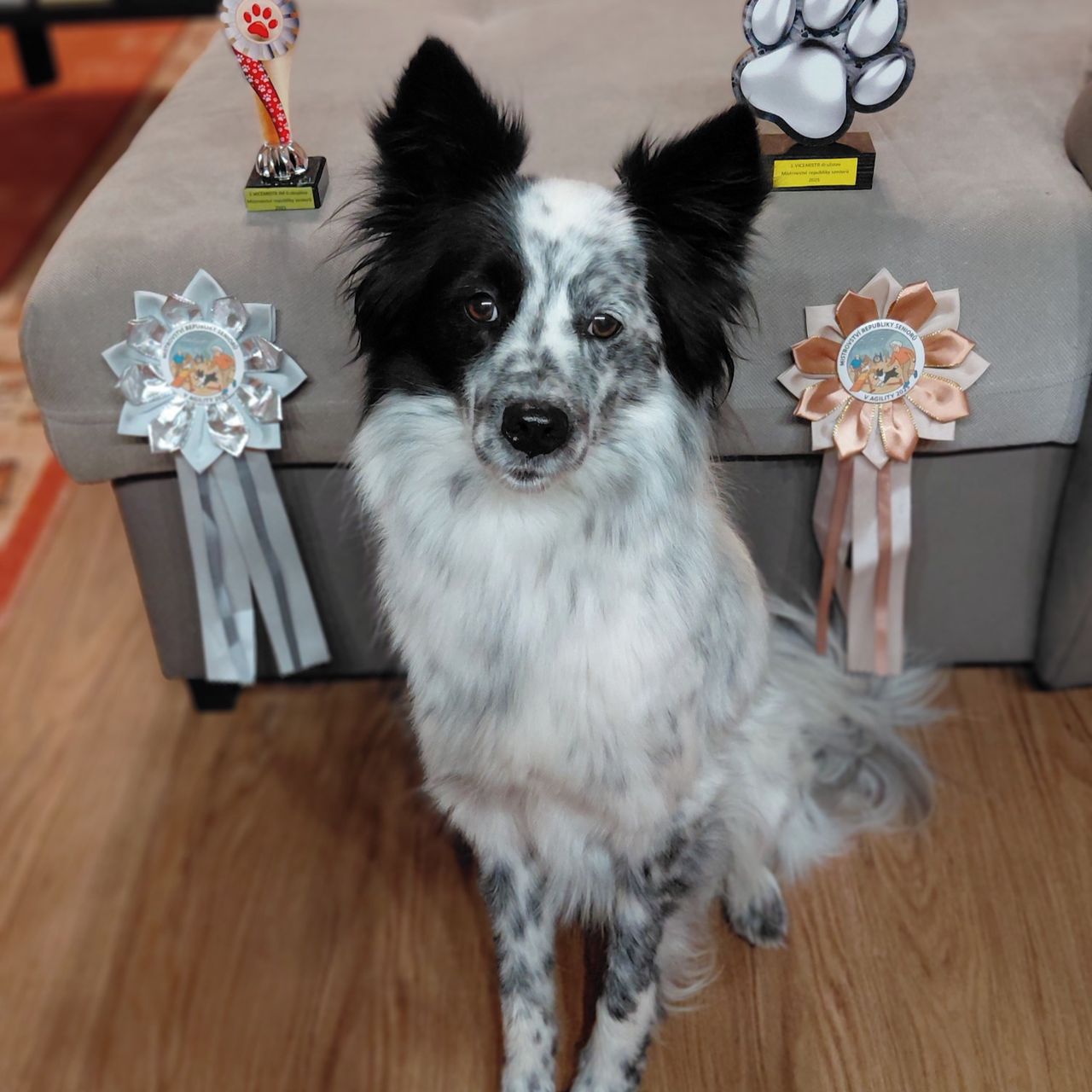 Soutěžní fotografie - Bohoušek Belfi,  Ostatní