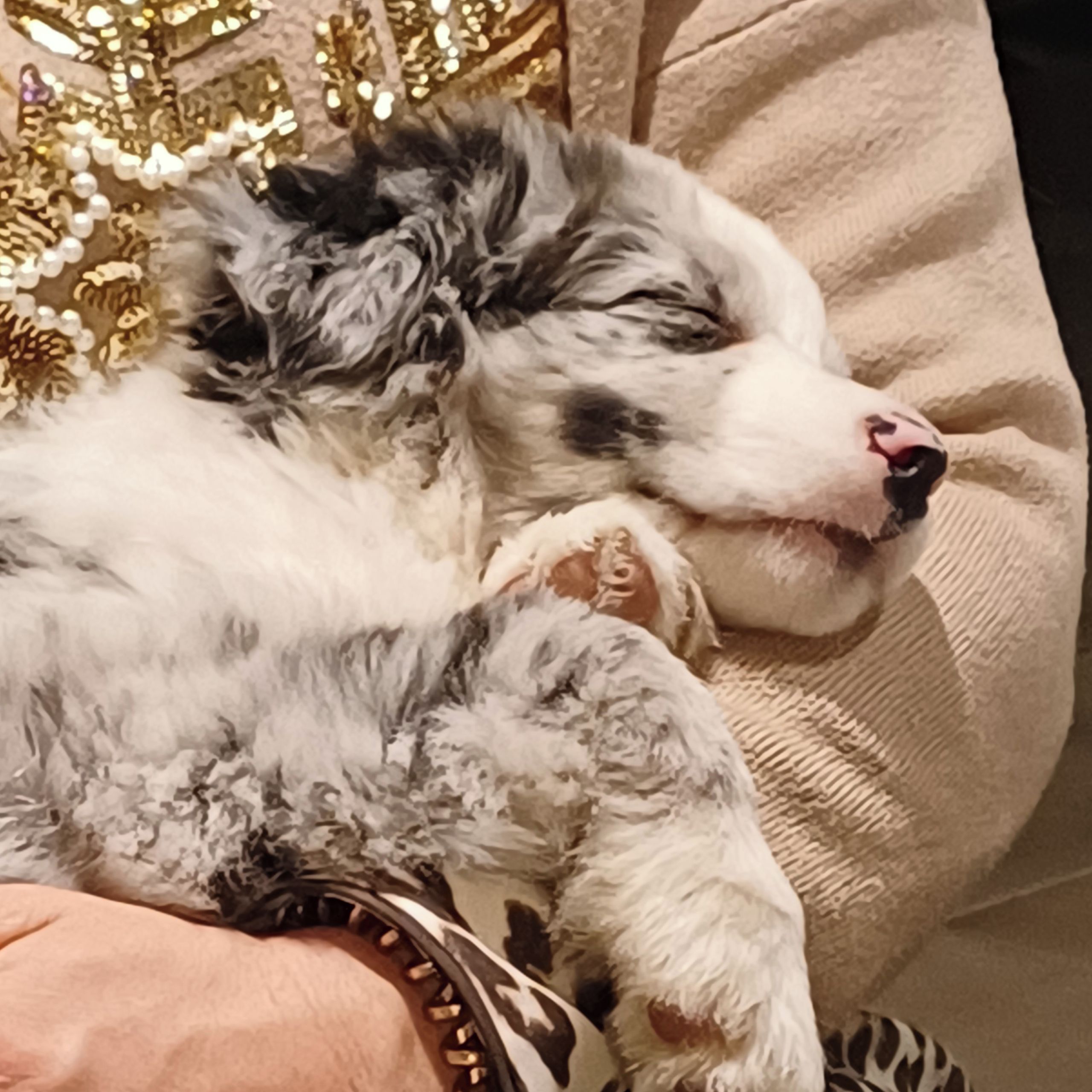 Soutěžní fotografie - Bellinka,  Australský ovčák