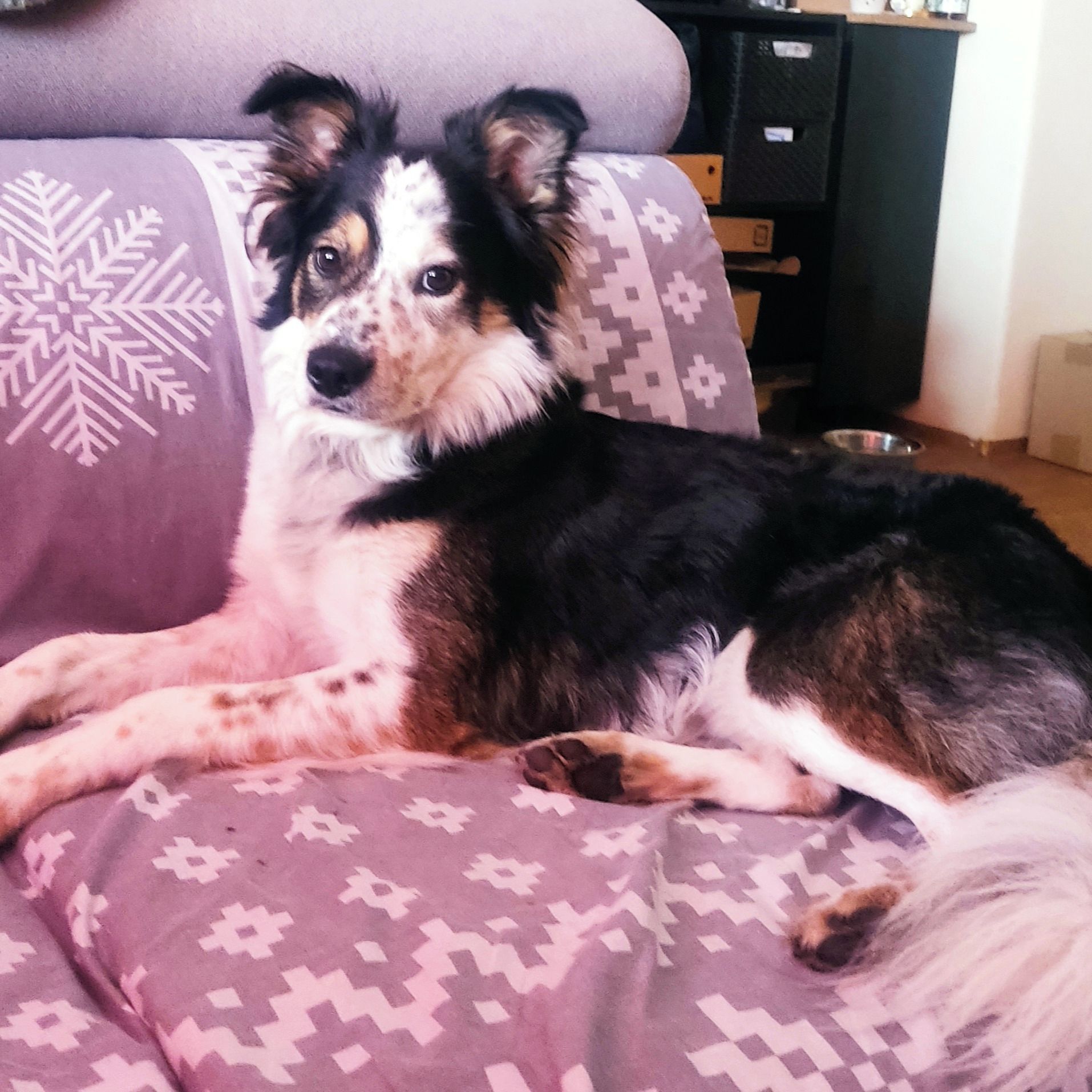 Soutěžní fotografie - Buddy,  Ostatní