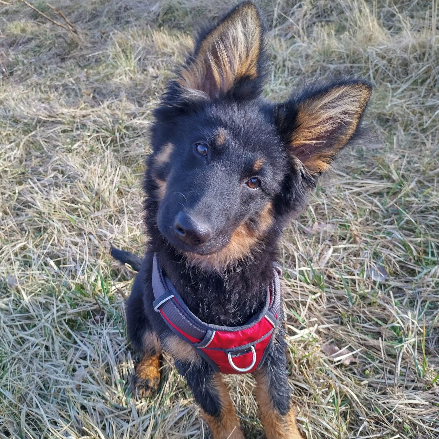 Soutěžní fotografie - Fíbí,  Chodský pes