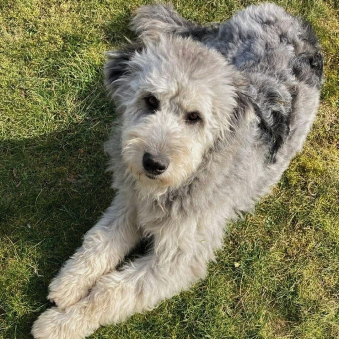 Soutěžní fotografie - Bobby,  Ostatní