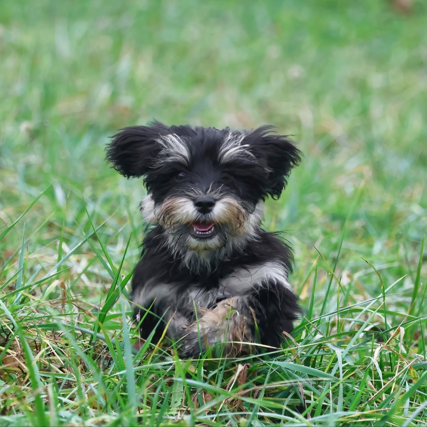 Soutěžní fotografie - Bella,  Havanský psík