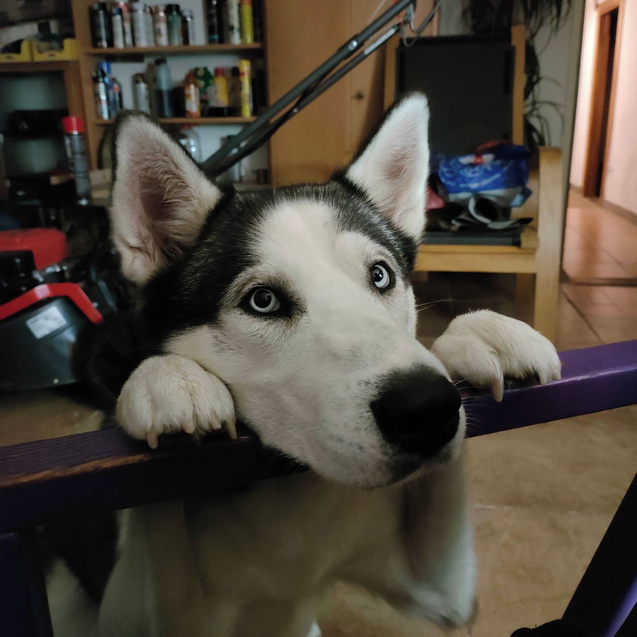 Soutěžní fotografie - Jack,  Sibiřský husky