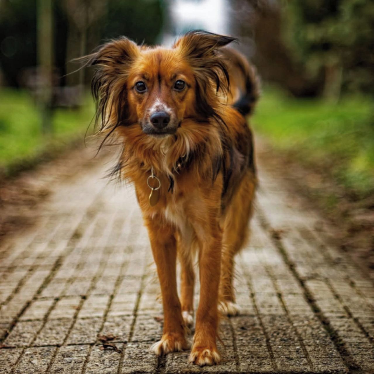 Soutěžní fotografie - Rozárka,  Ostatní