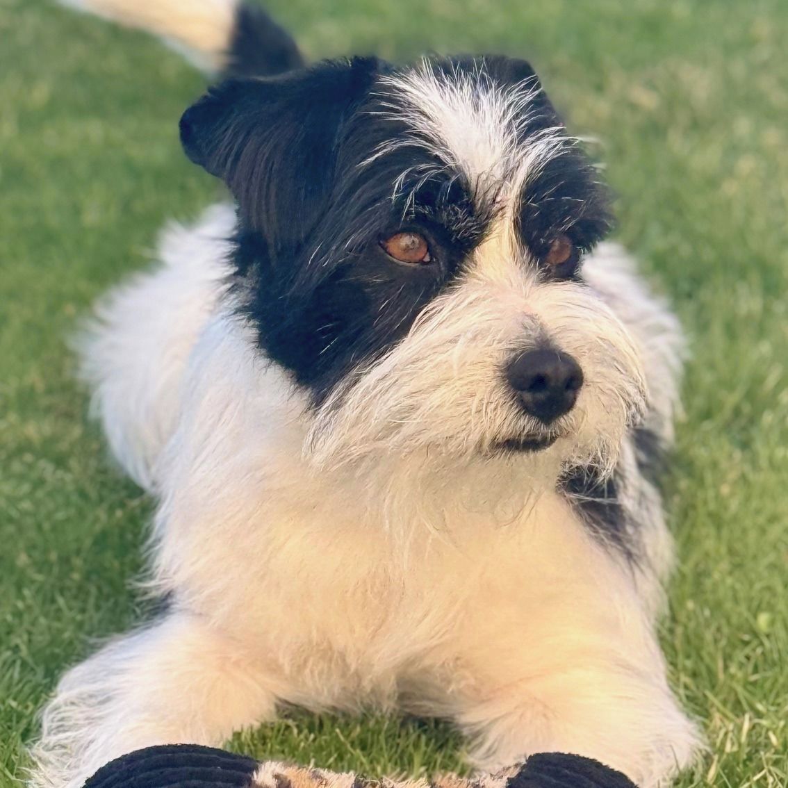 Soutěžní fotografie - Sam,  Jack Russell Teriér