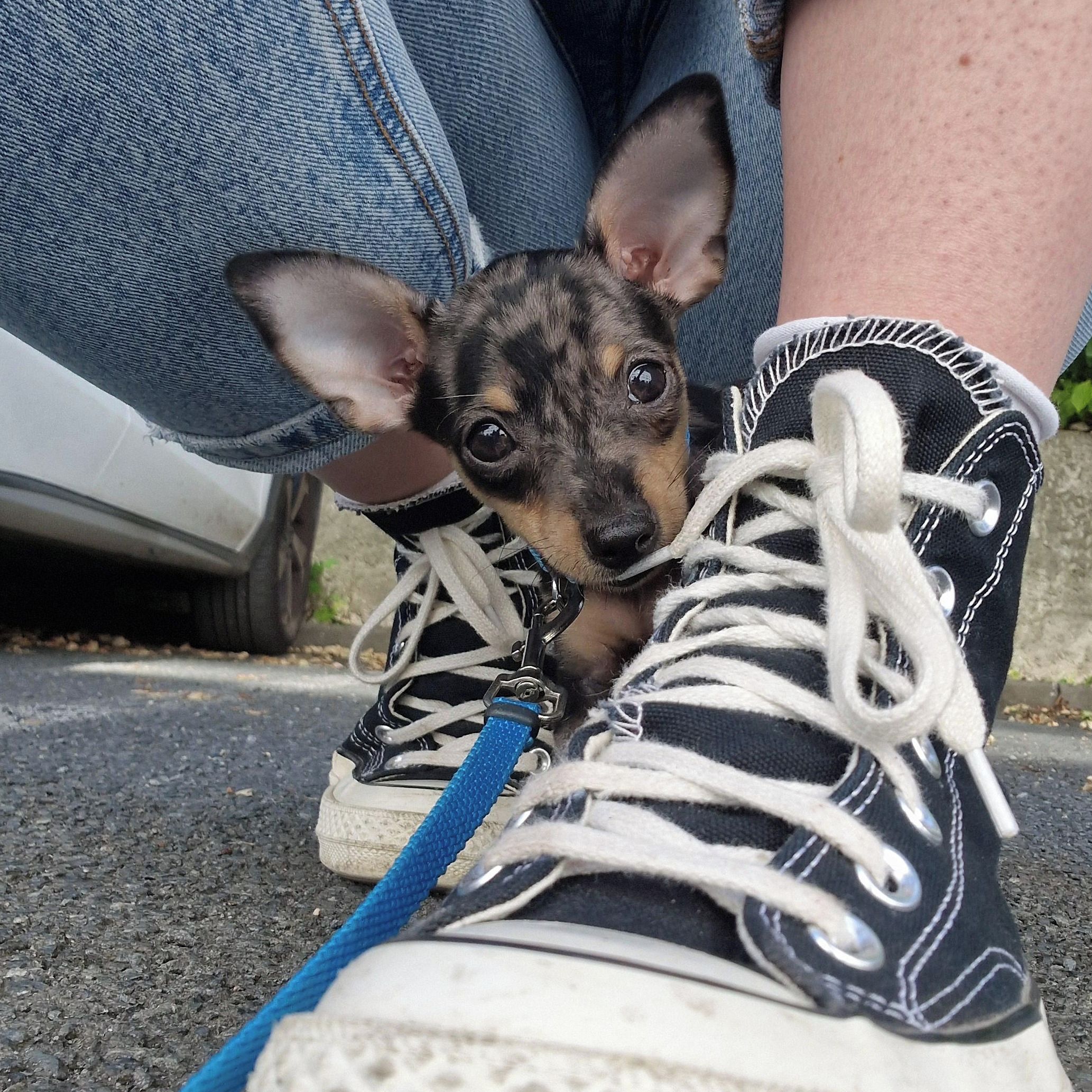 Soutěžní fotografie - Charlie,  Pražský krysařík